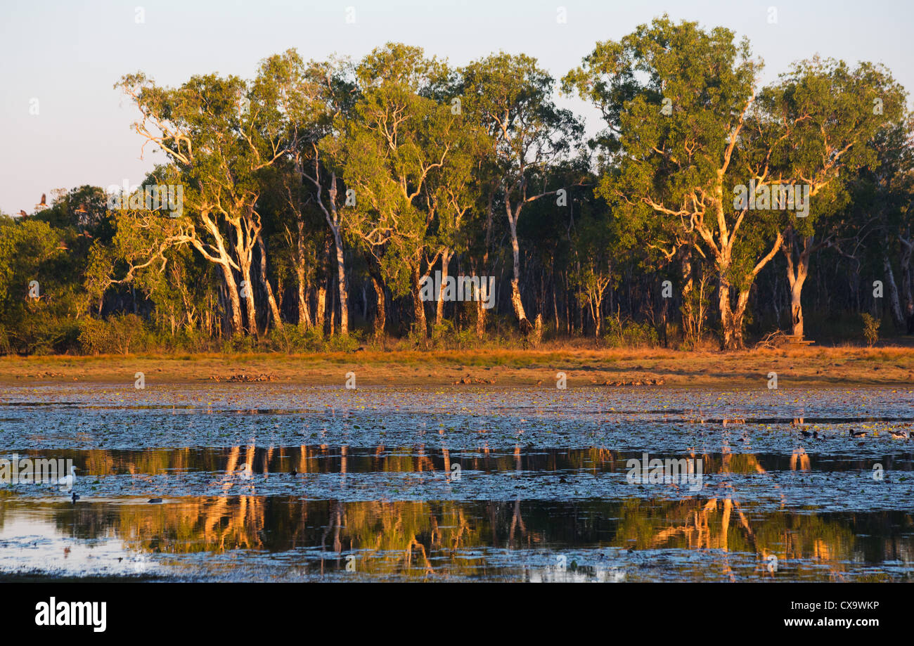Anbangbang Billabong, Kakadu-Nationalpark, Northern Territory Stockfoto