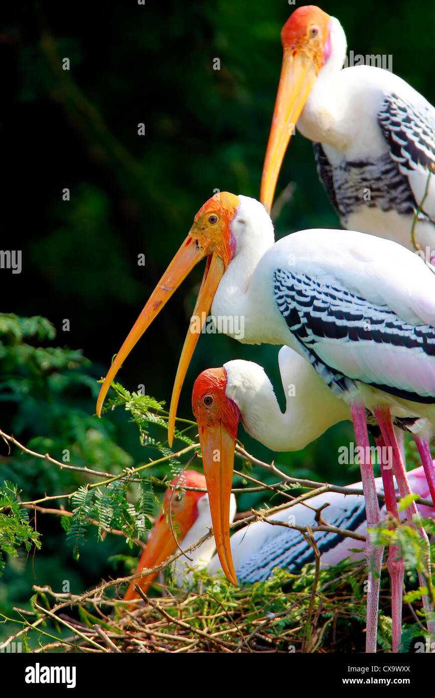 Bemalte Störche, Keoladeo National Park, Rajasthan, Indien Stockfoto