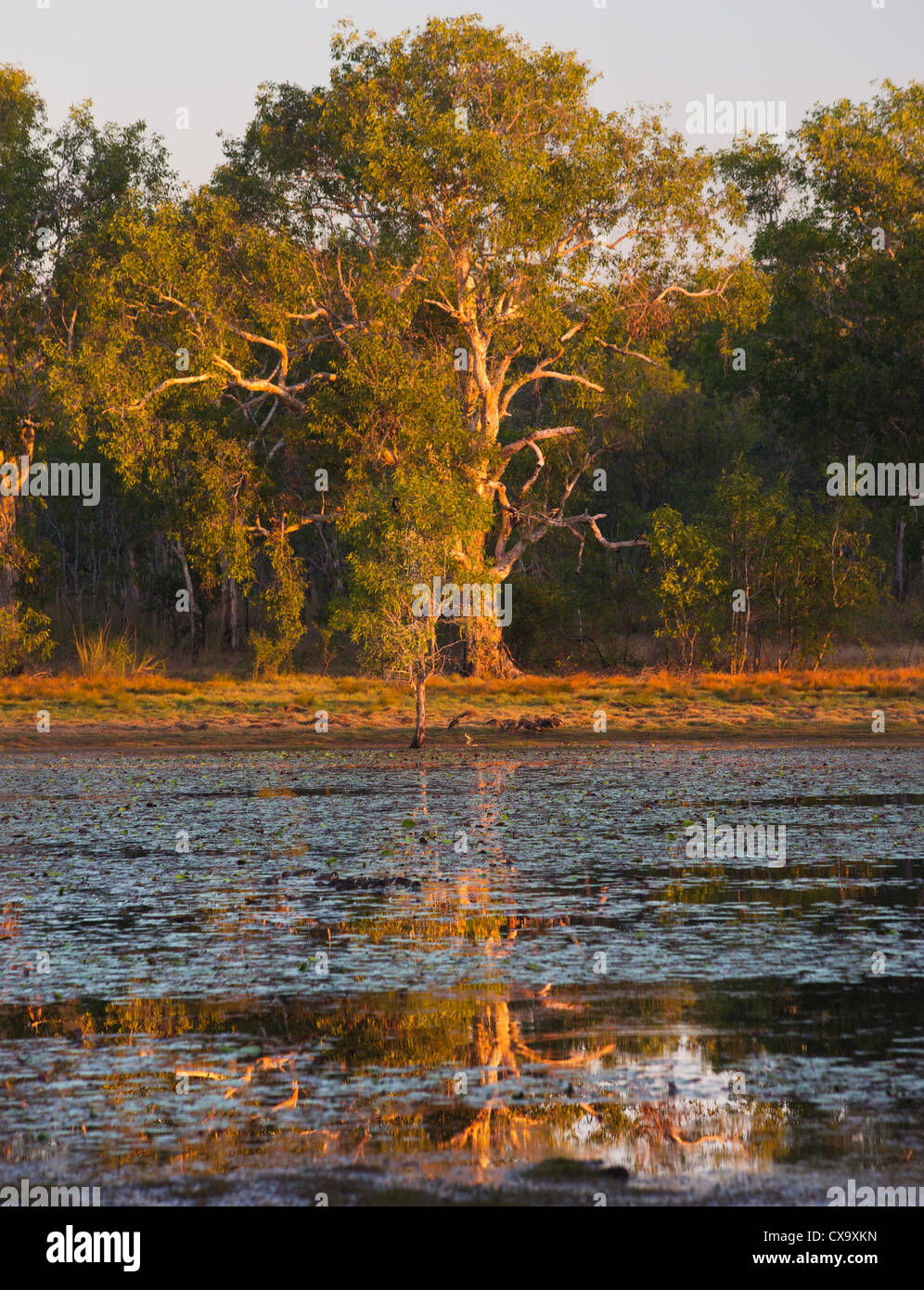Anbangbang Billabong, Kakadu-Nationalpark, Northern Territory Stockfoto
