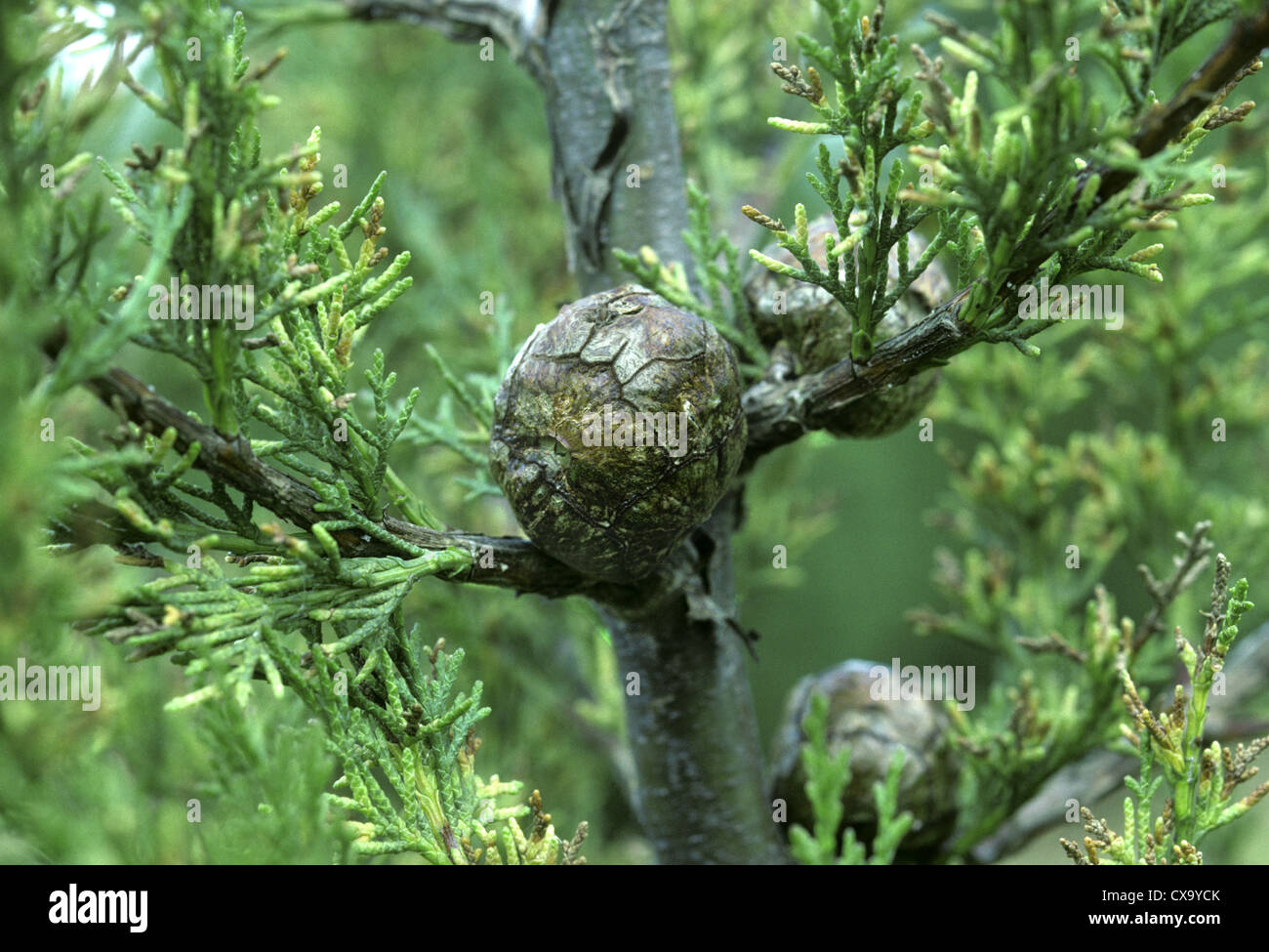 Italienische Zypresse Cupressus Sempervirens (Cupressaceae) Stockfoto