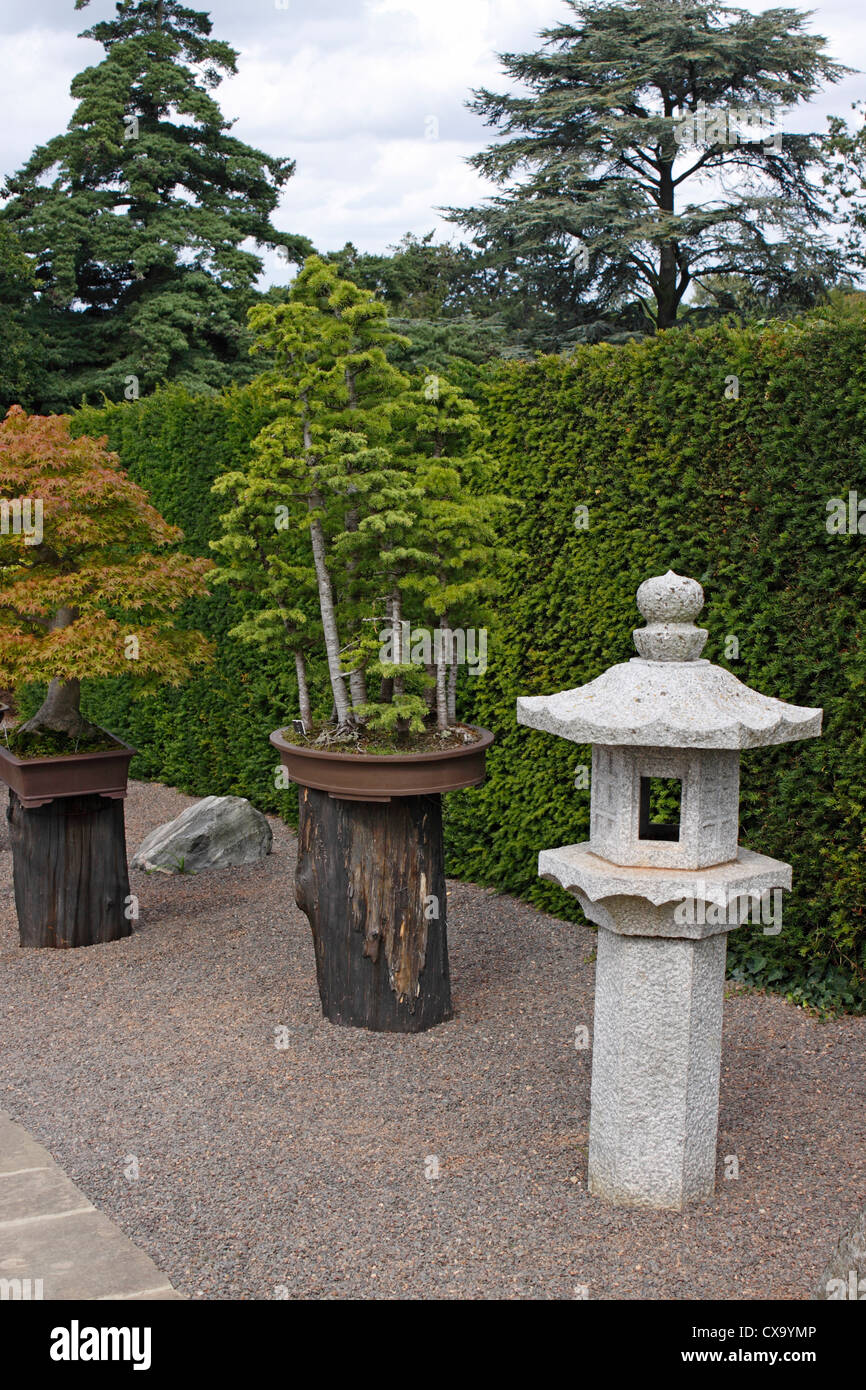 BONSAI CEDRUS LIBANI. LIBANON-ZEDER. 30 JAHRE ALT. Stockfoto