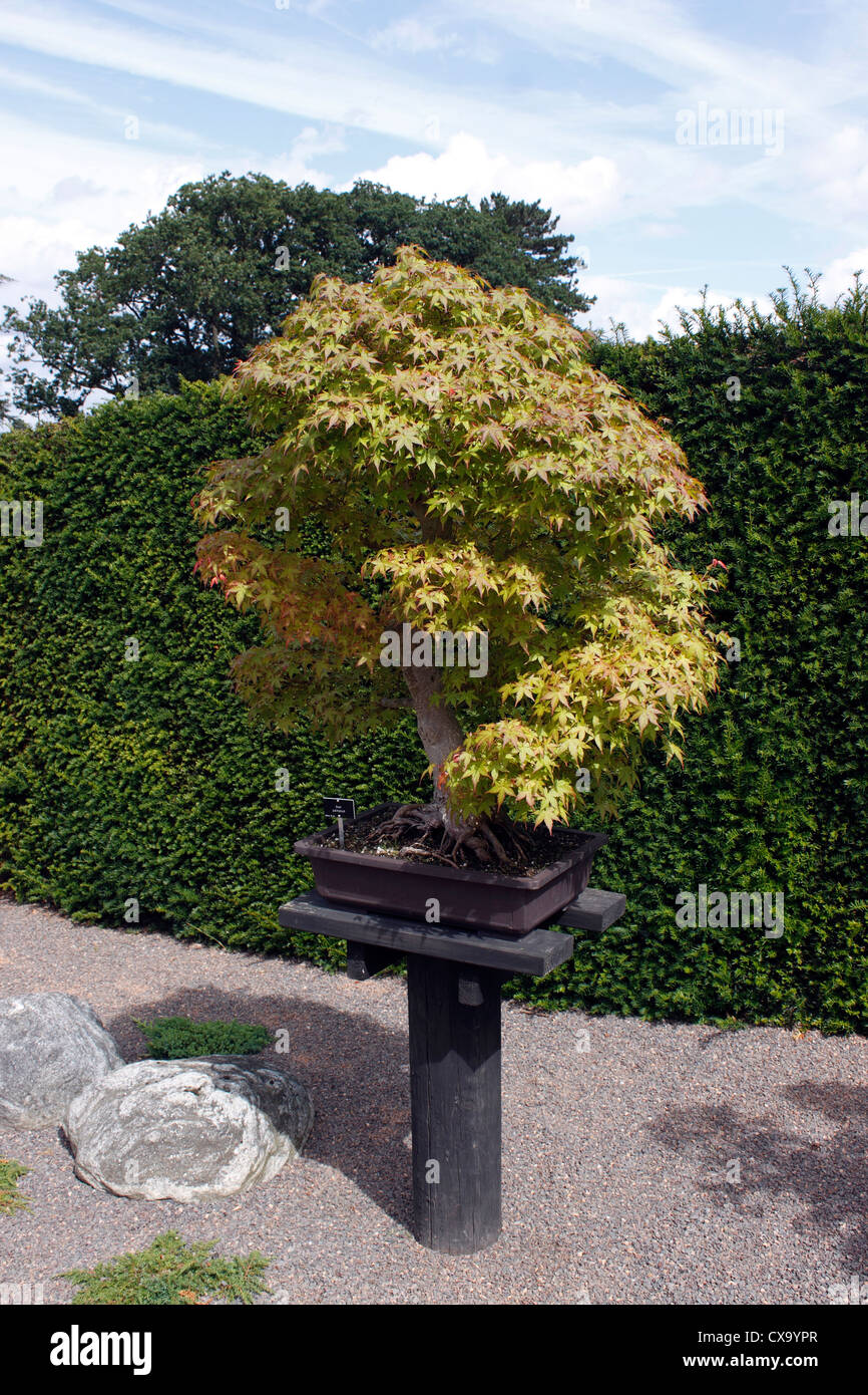 BONSAI ACER PALMATUM. AHORN. 80 JAHRE ALT. Stockfoto