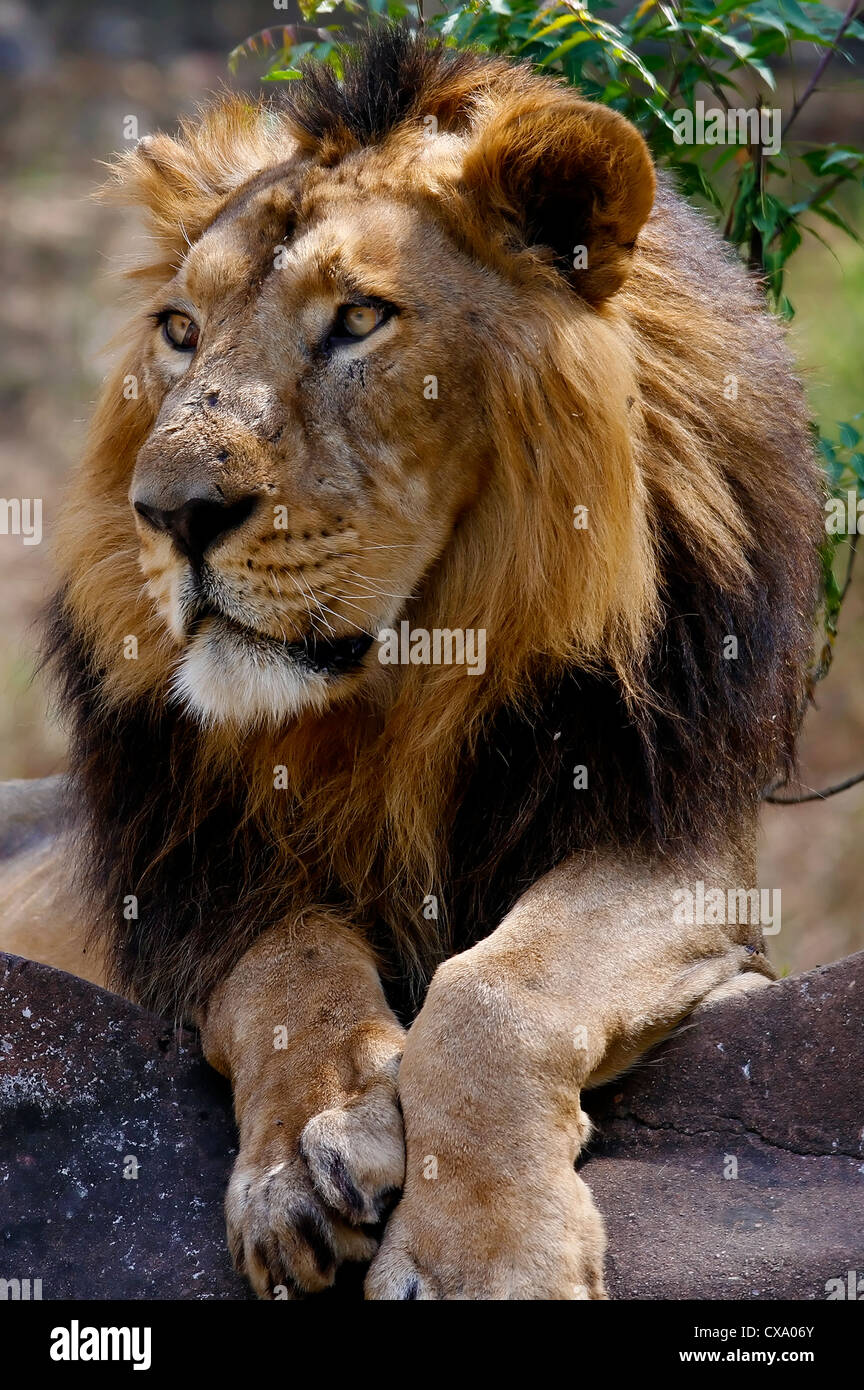 Lion - König des Waldes Stockfoto