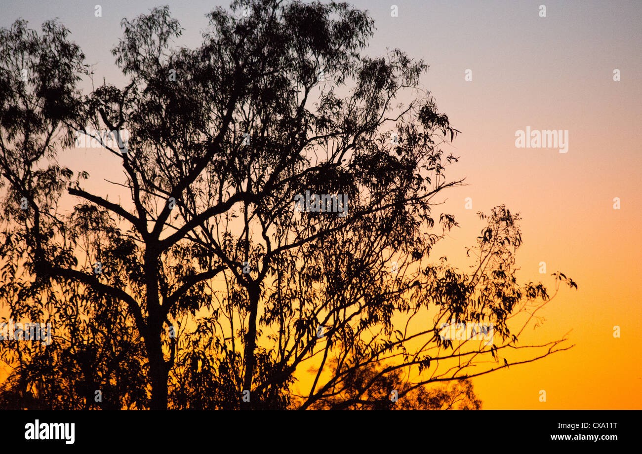 Silhouette einer Eukalyptus-Baum bei Sonnenuntergang, Kakadu-Nationalpark, Northern Territory Stockfoto