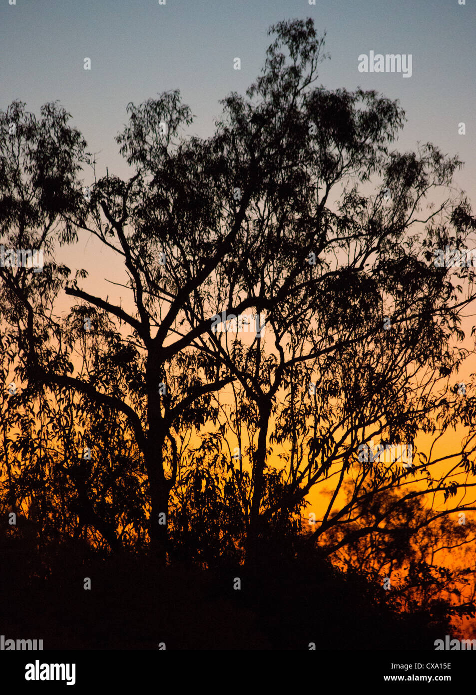 Silhouette einer Eukalyptus-Baum bei Sonnenuntergang, Kakadu-Nationalpark, Northern Territory Stockfoto