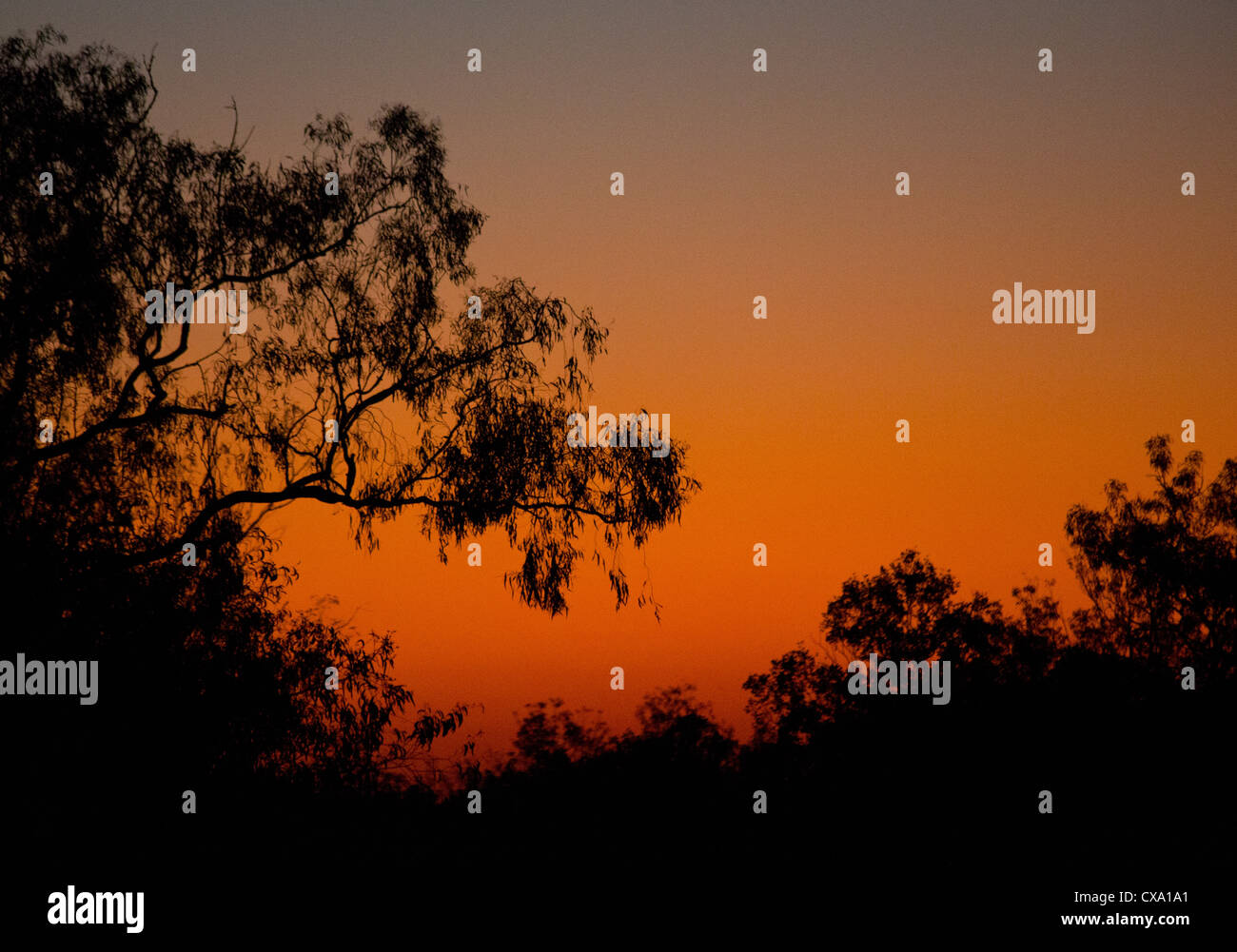 Silhouette einer Eukalyptus-Baum bei Sonnenuntergang, Kakadu-Nationalpark, Northern Territory Stockfoto