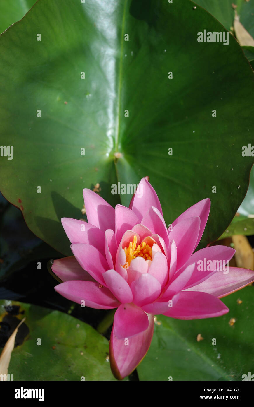 Seerose Blumen in einem Teich Stockfotografie Alamy