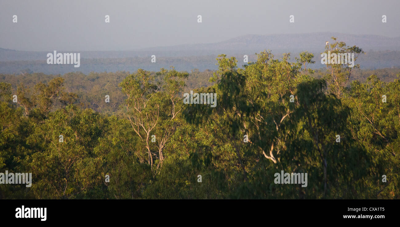 Blick auf den Wald rund um Nourlangie Rock, Kakadu-Nationalpark, Northern Territory Stockfoto