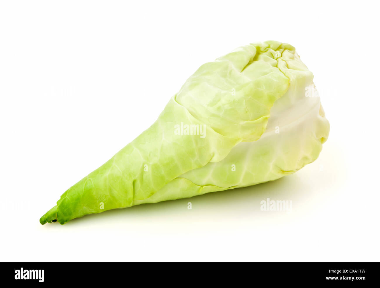 Spitz Kohl, auch genannt Spitzkohl, isoliert auf weißem Hintergrund Stockfoto