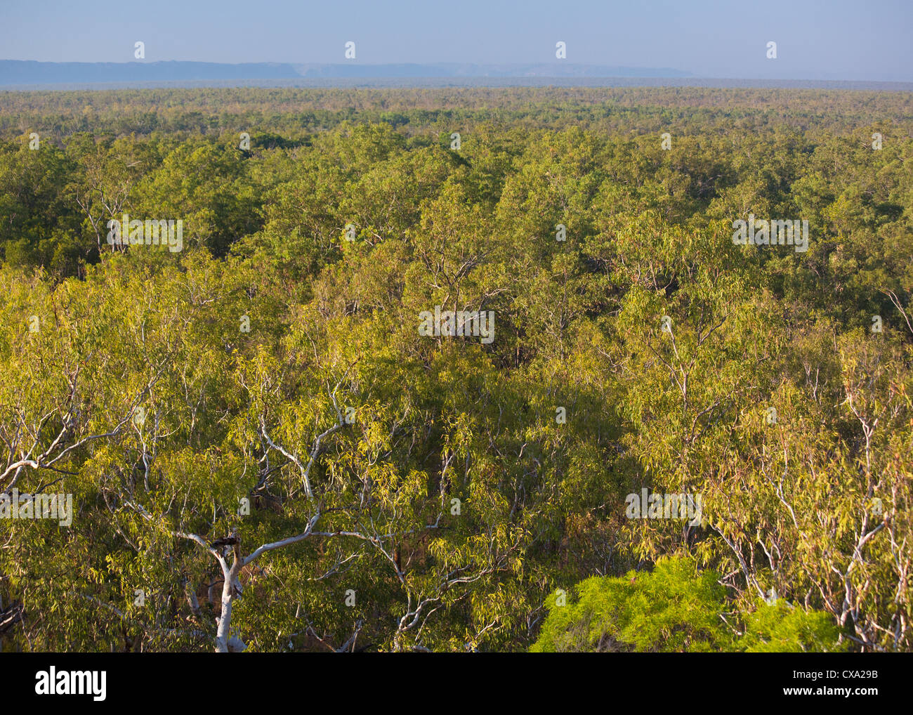 Blick auf den Wald rund um Nourlangie Rock, Kakadu-Nationalpark, Northern Territory Stockfoto