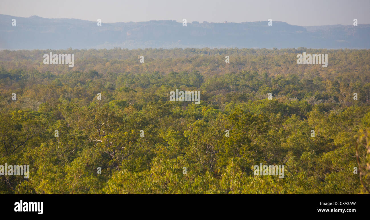 Blick auf den Wald rund um Nourlangie Rock, Kakadu-Nationalpark, Northern Territory Stockfoto