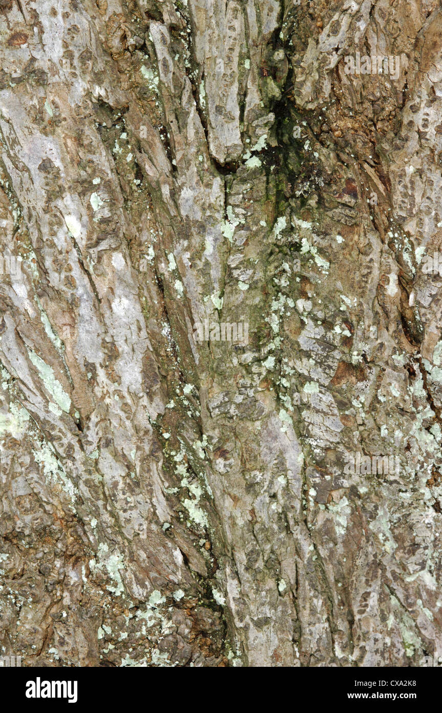 Pflaume Prunus Domestica SSP. Domestica (Rosengewächse) Stockfoto