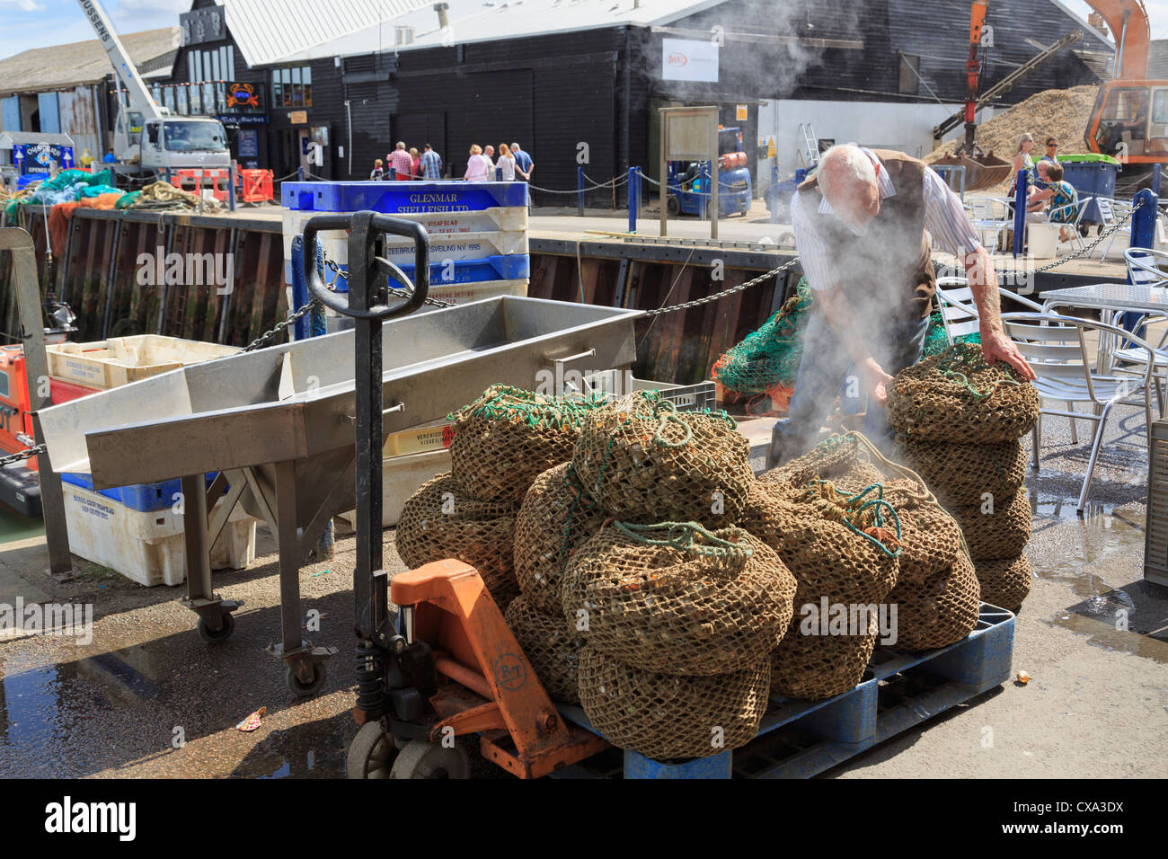Mann mit dampfenden Taschen von gekochte Wellhornschnecken auf Whitstable Fischerei Hafen Kai versandfertig in Whitstable, Kent, England, UK, Großbritannien Stockfoto
