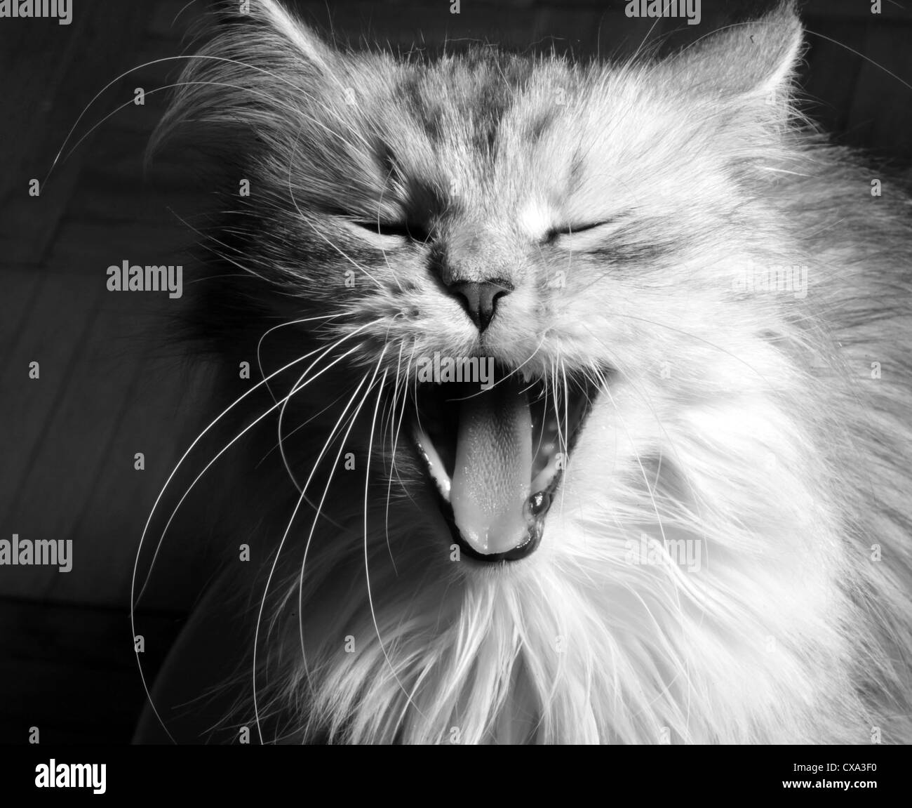 Gähnende Katze. Illustration für Magazin über Tiere Stockfoto