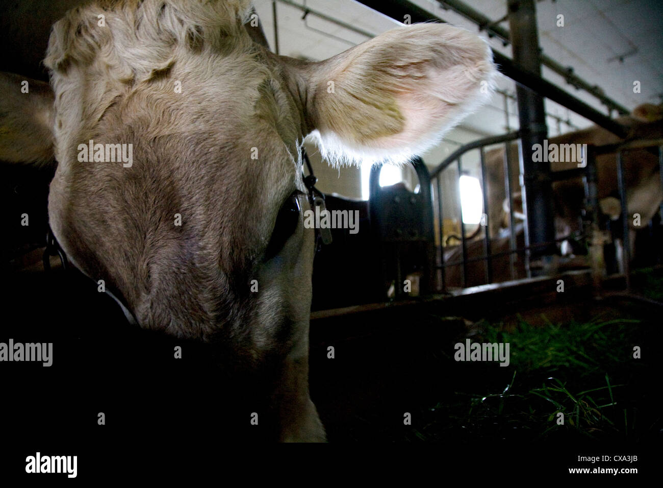 Kühe im Kuhstall Stockfoto