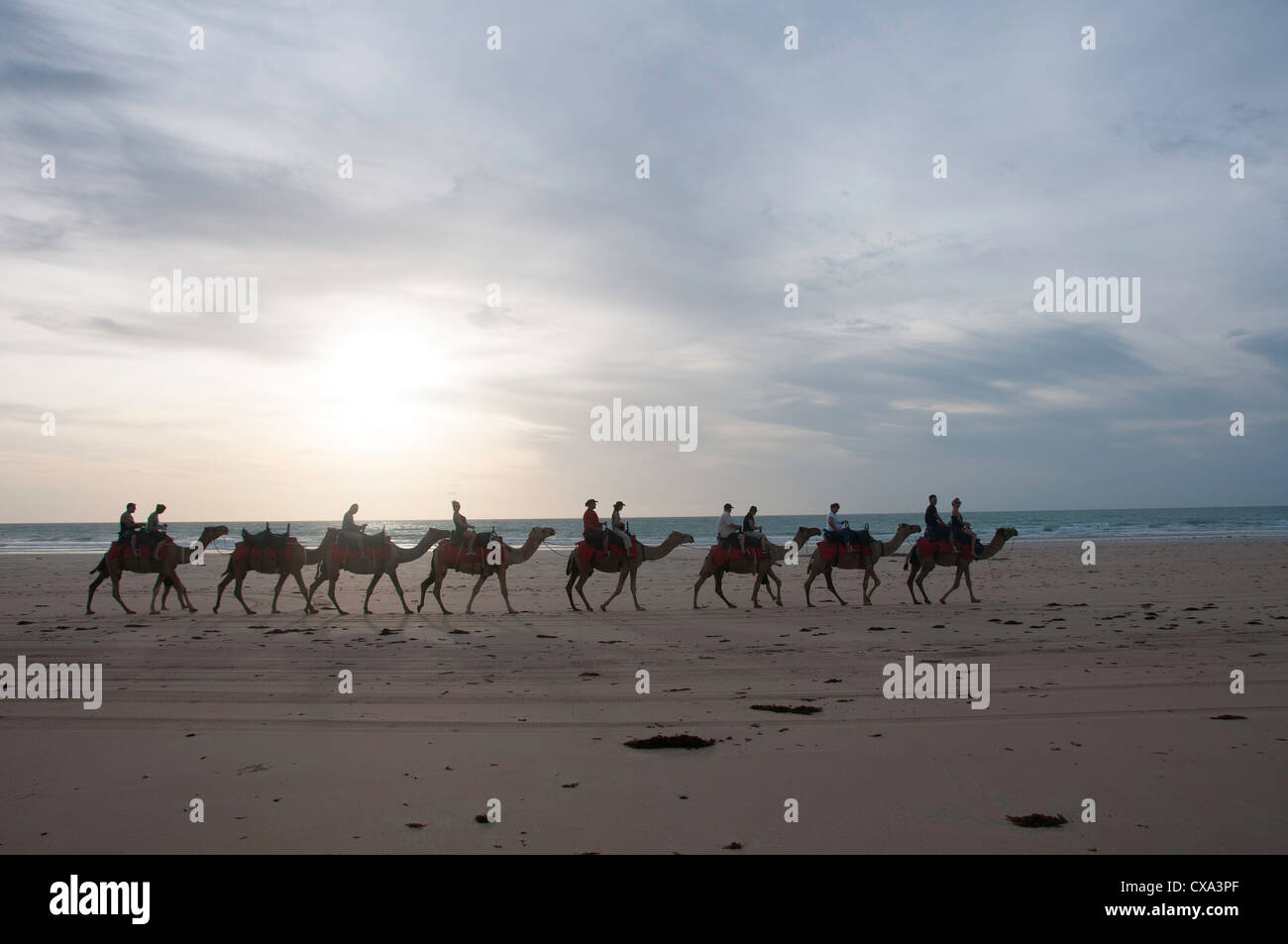 Kamelritt am Cable Beach, Broome, Western Australia Stockfoto