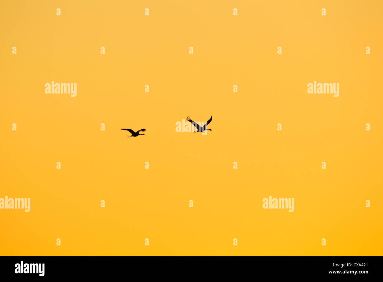 Zwei Kraniche (Grus Grus) im Flug, Silhouette gegen einen gelben Himmel Stockfoto