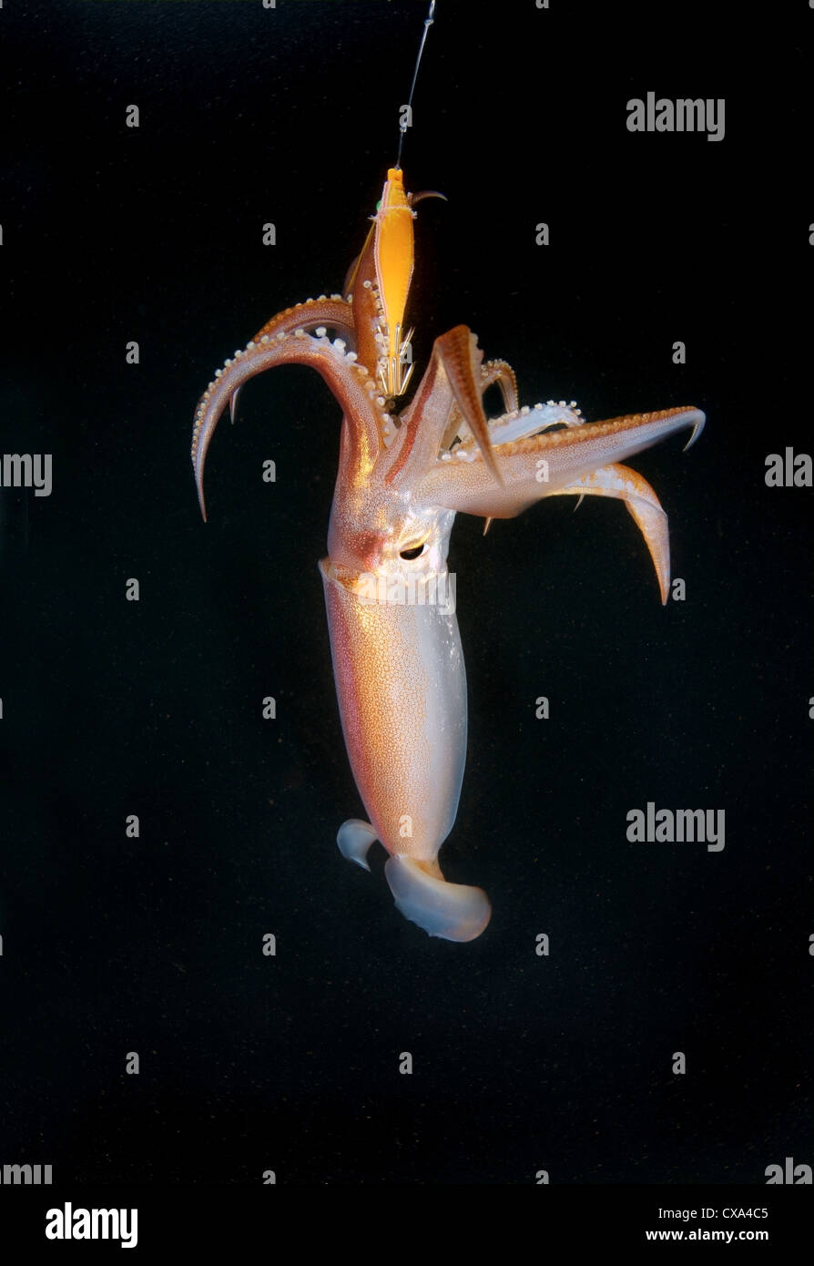 Pazifischer kalmar -Fotos und -Bildmaterial in hoher Auflösung – Alamy