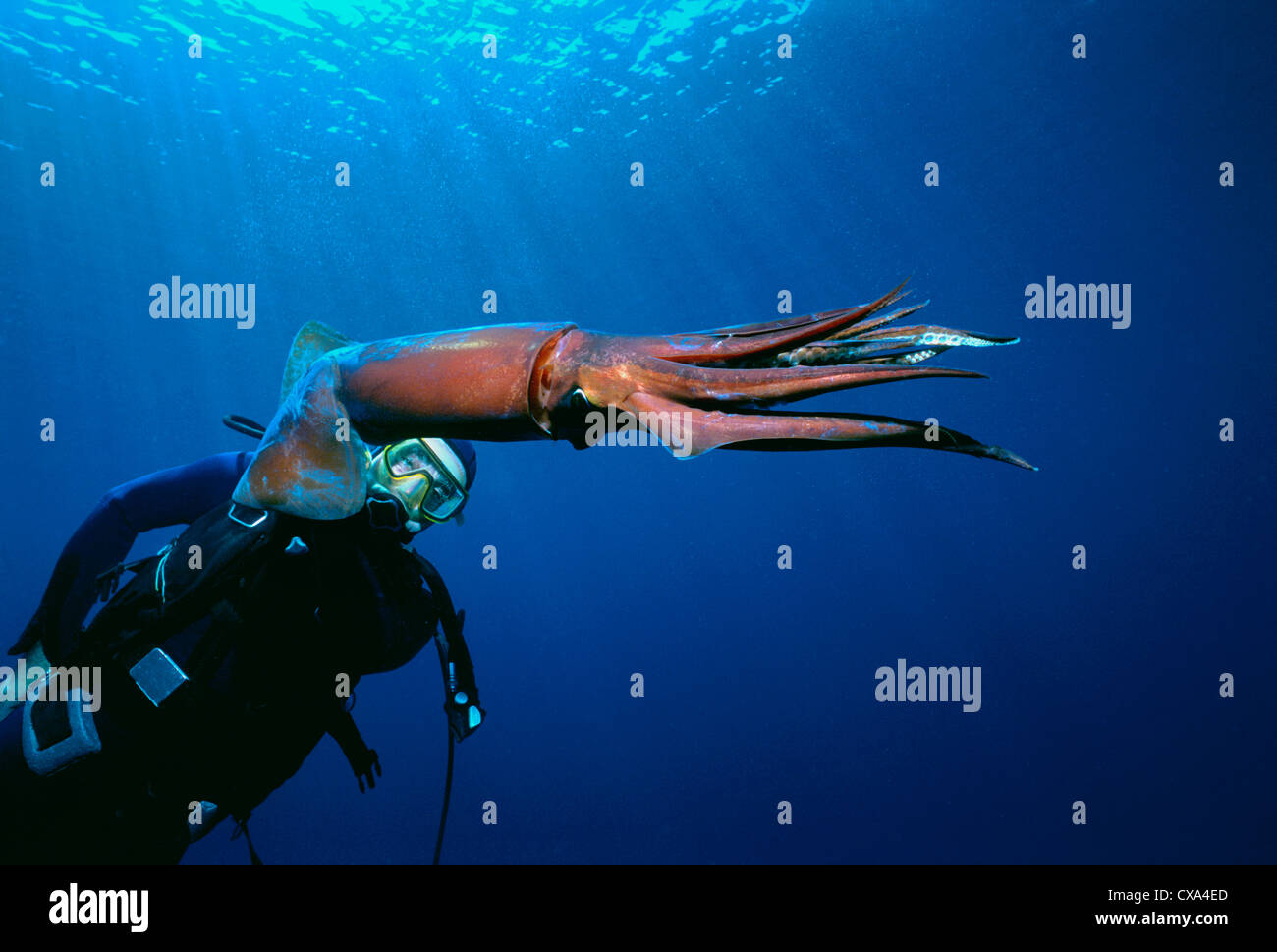 Taucher beobachtet Deep Sea Squid (Symplectoteuthis Oualensis). Eilat, Israel, Rotes Meer Stockfoto