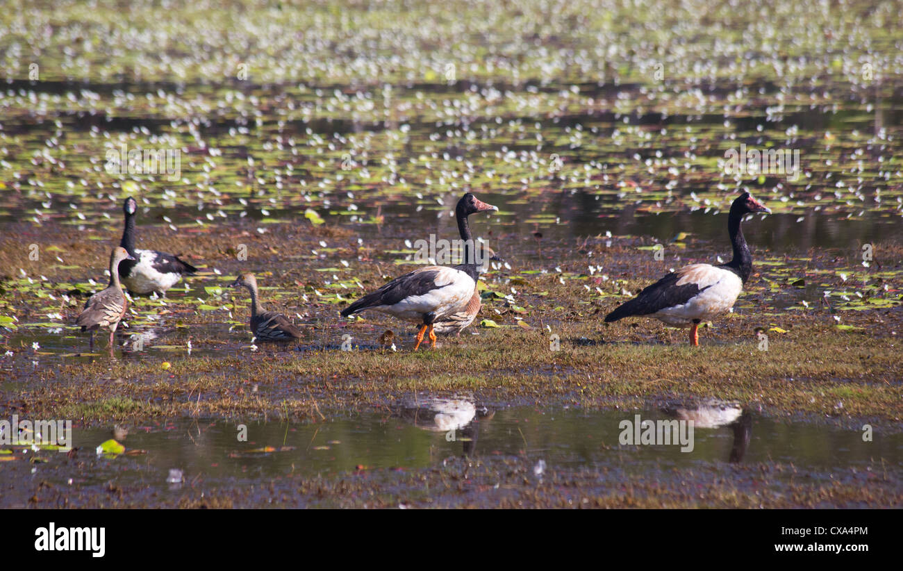 Gemischte Herde von Magpie Gänse und Plumed Pfeifen Enten, Anbangbang Billabong, Kakadu-Nationalpark, Northern Territory Stockfoto