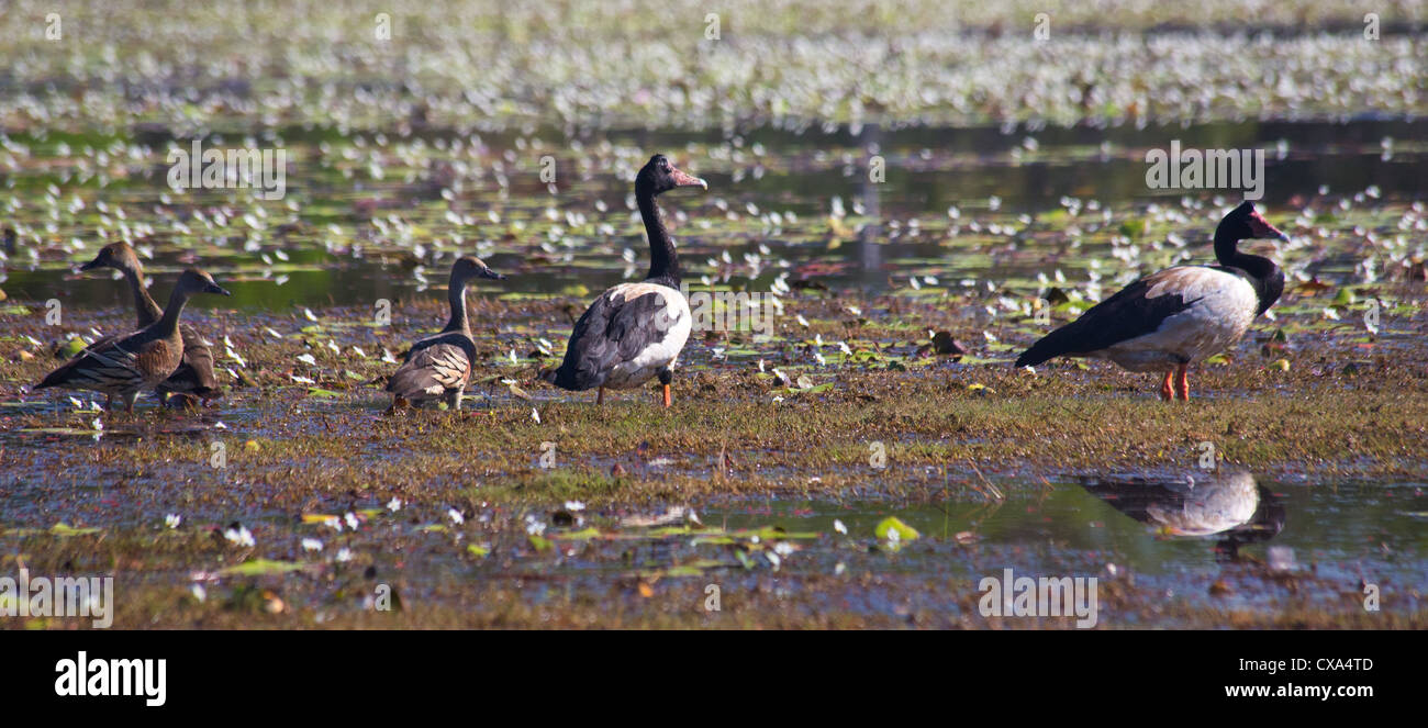 Gemischte Herde von Magpie Gänse und Plumed Pfeifen Enten, Anbangbang Billabong, Kakadu-Nationalpark, Northern Territory Stockfoto