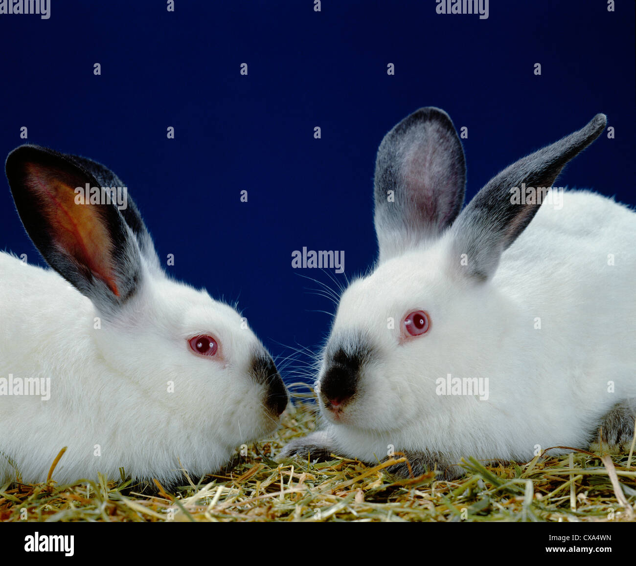 2 lb Kalifornien Kaninchen Stockfoto