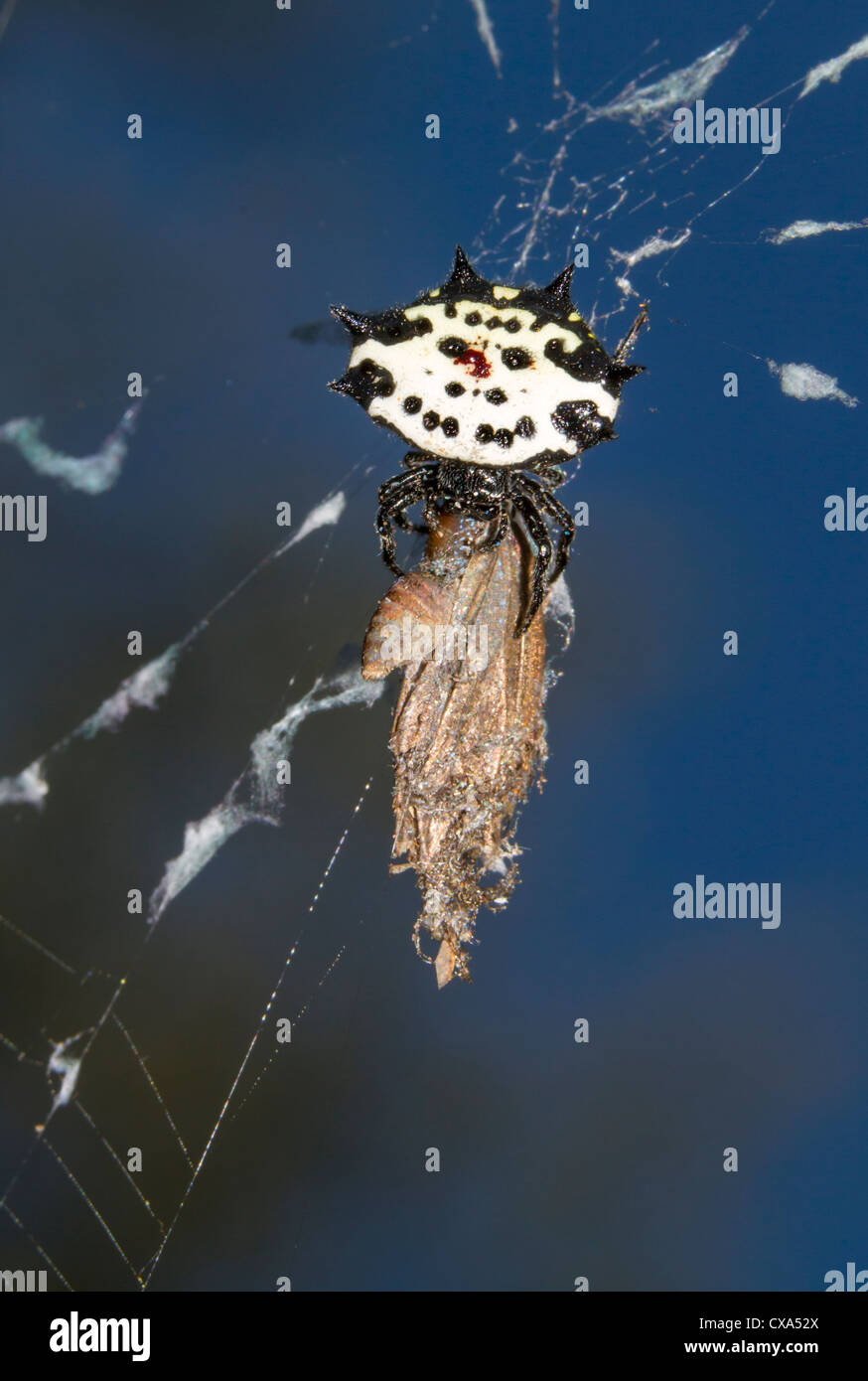 Stachelige Kugel Weaver Spider (Gasteracantha Cancriformis) im Web mit einer Beute (Georgia, USA). Stockfoto