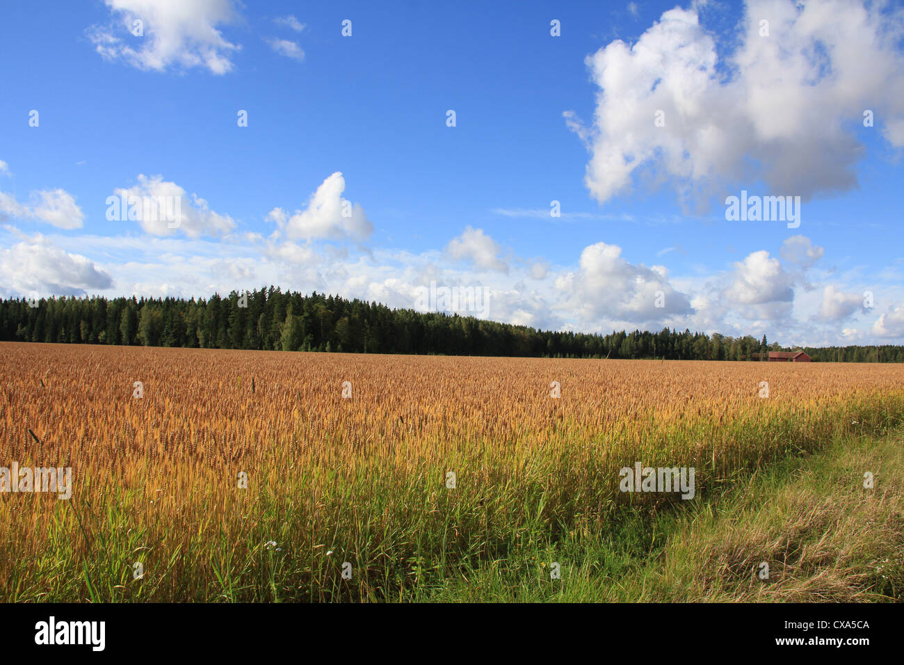 Herbstliche Landschaft mit Weizenfeld und strahlend blauem Himmel in Finnland. Stockfoto
