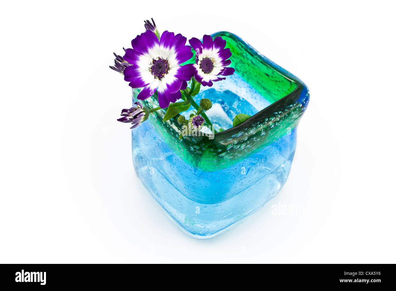 Blumen in blauem Glasvase isoliert auf weiss Stockfoto