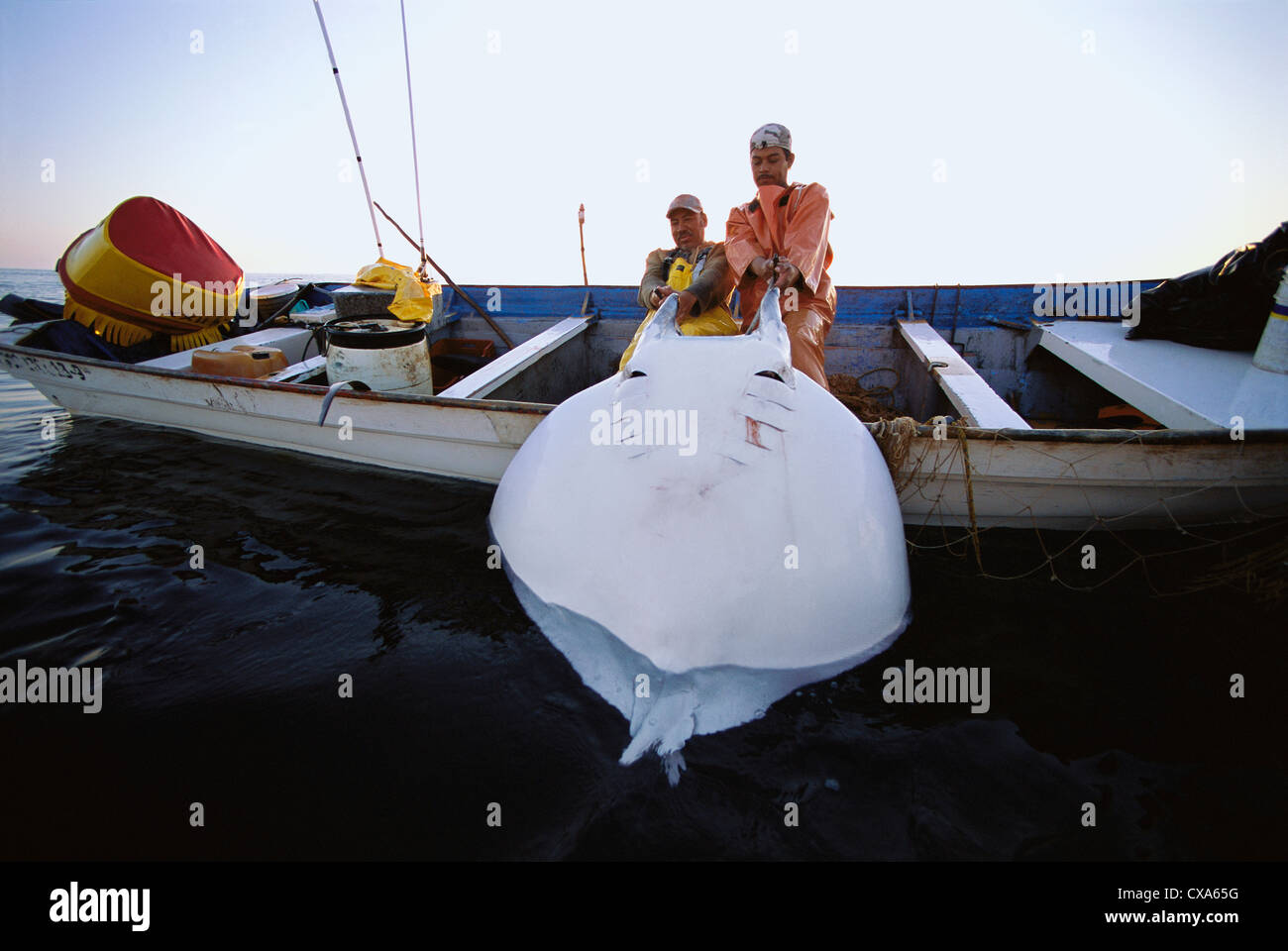 Gill Net Fischer schleppt Mantarochen (Manta Birostris) an Bord. Huatabampo, Mexiko, Golf von Kalifornien, Pacific Ocean Stockfoto