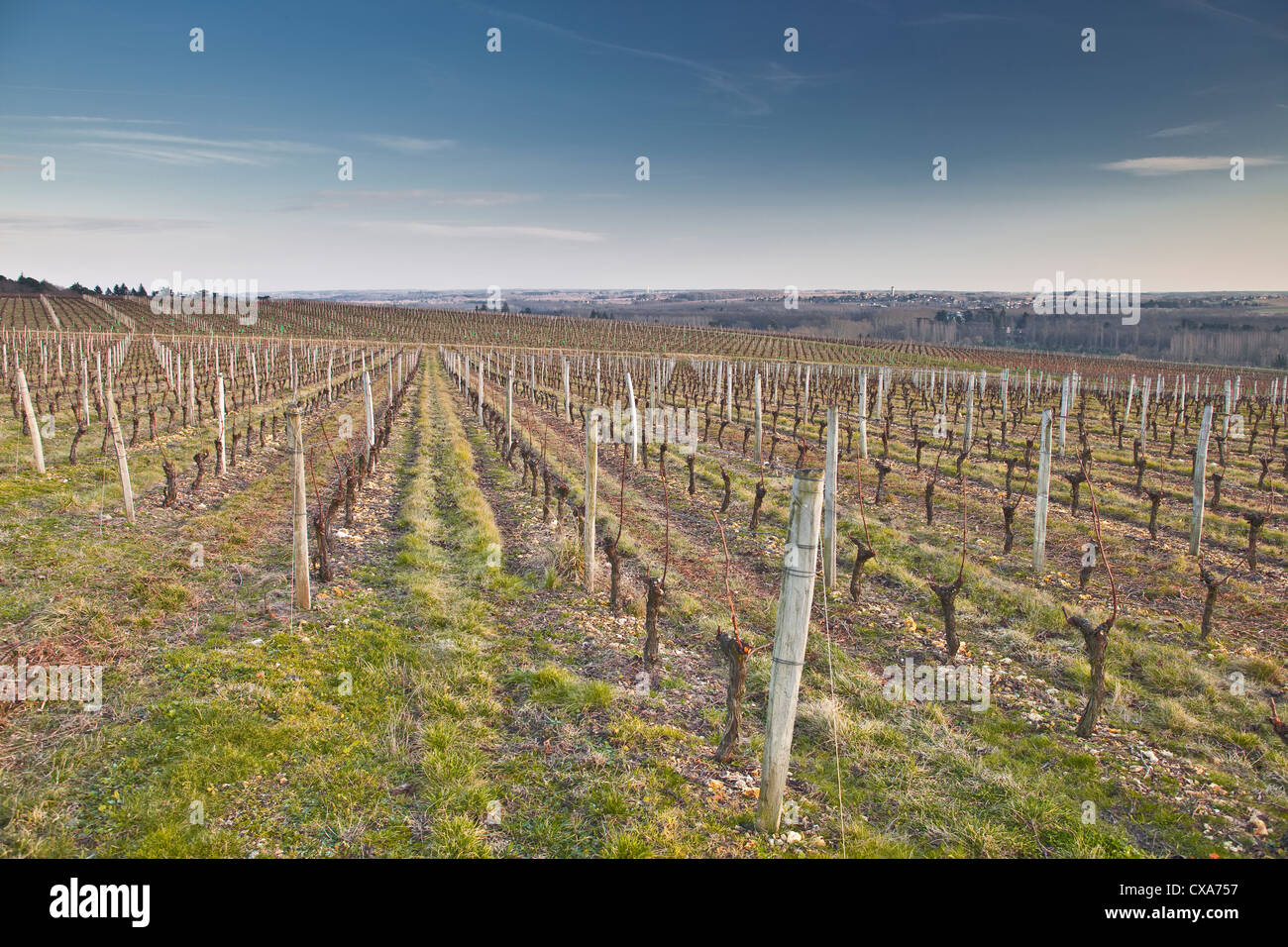 Weinberge in der Nähe von Chenonceaux, Frankreich. Stockfoto
