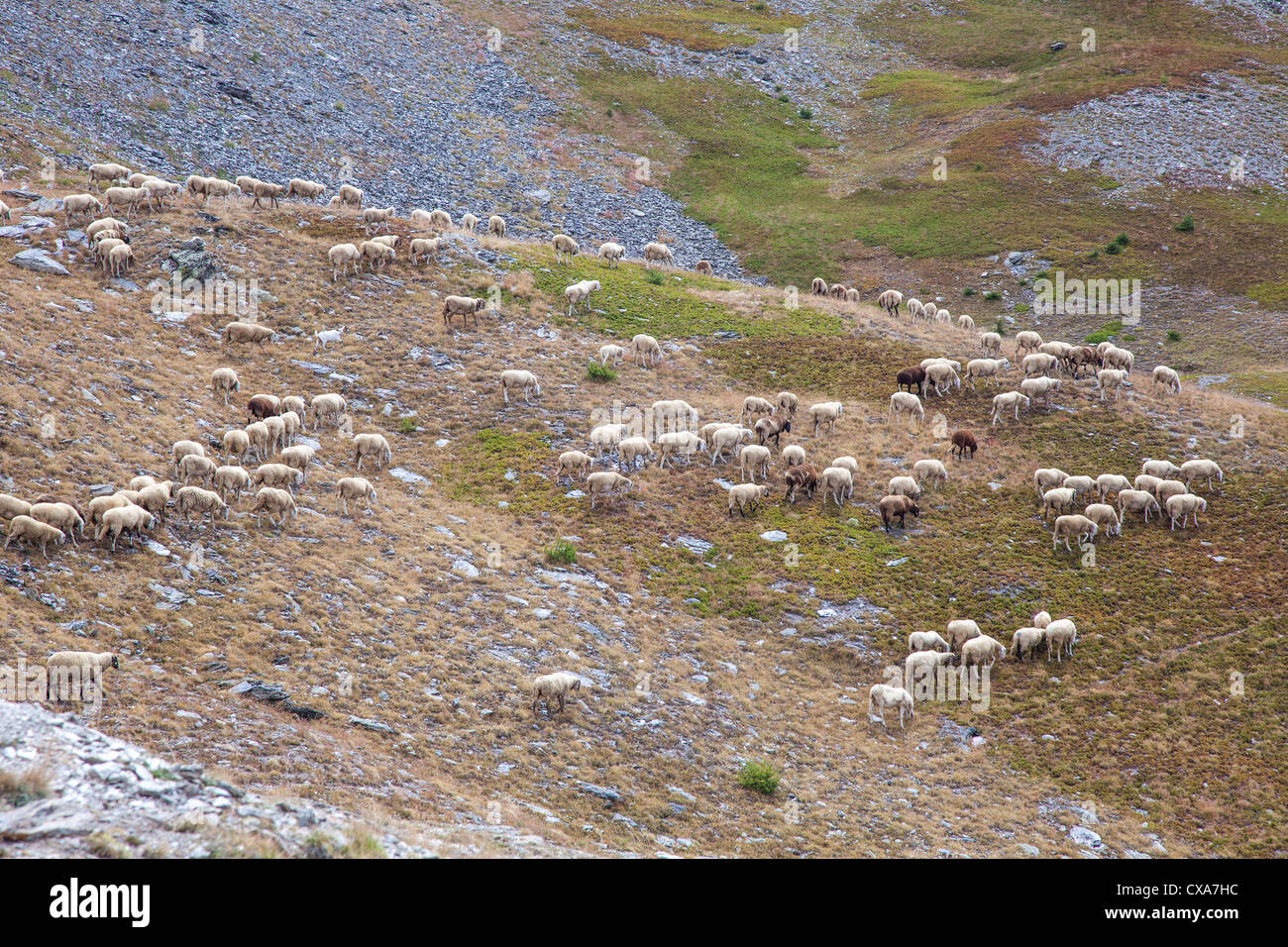 Schafe berg sommerweiden sestriere Fotos und Bildmaterial in hoher