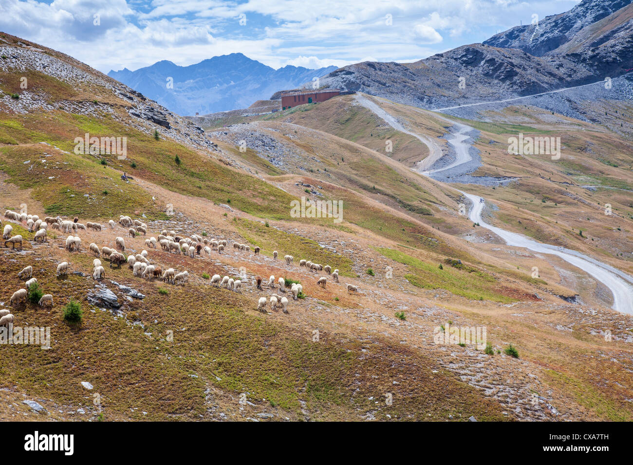 Schafe auf der Alm-Sommer in der Nähe von Sestriere, Italien Stockfoto