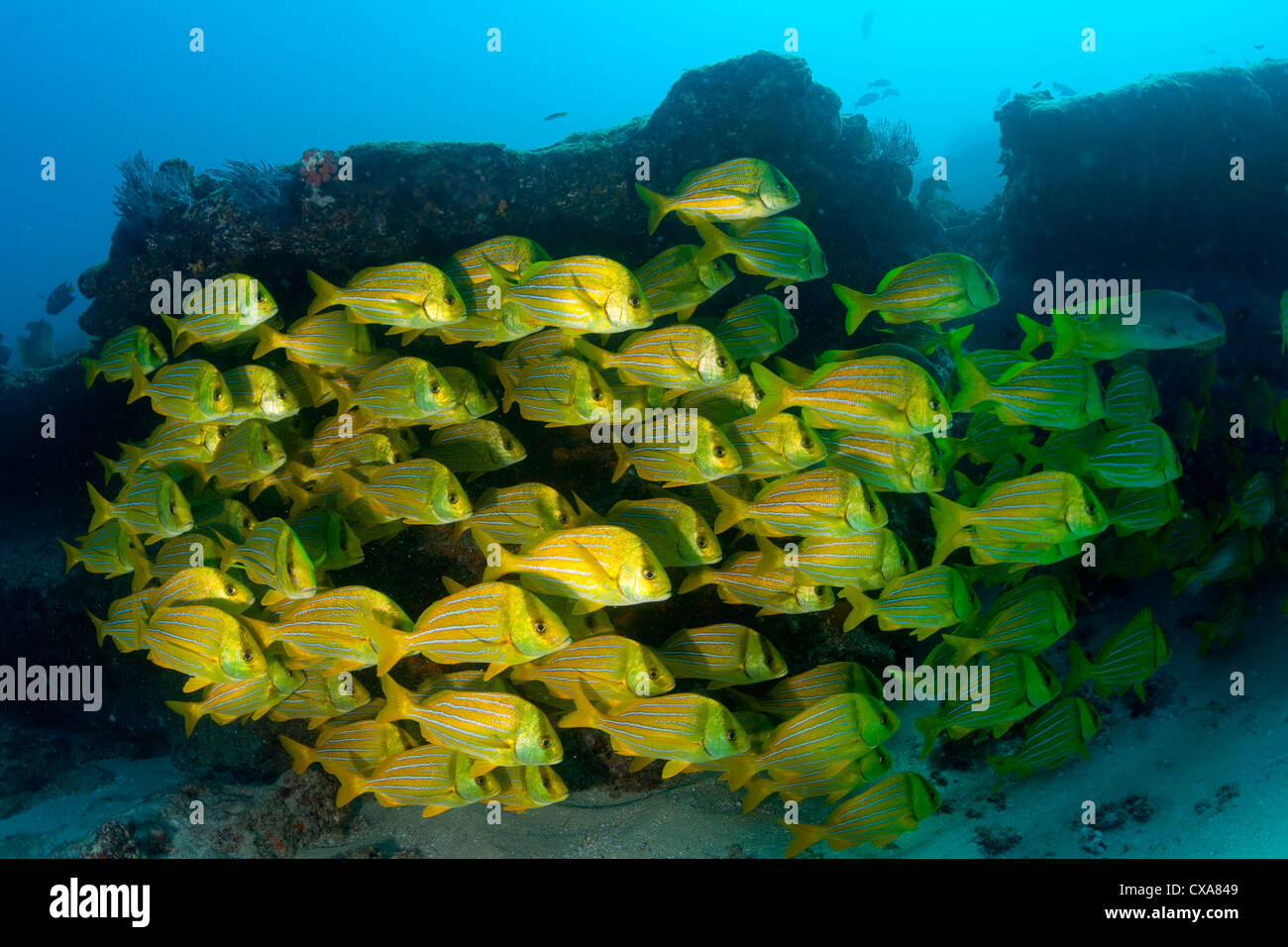 Eine Schule von tropischen Fischen in Cabo Pulmo National Marine Park, Mexiko. Stockfoto
