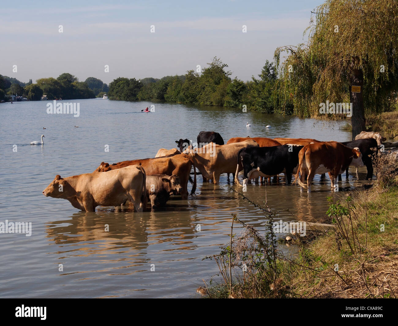 Seltene Rasse Kühe in der Themse zur Abkühlung Stockfoto