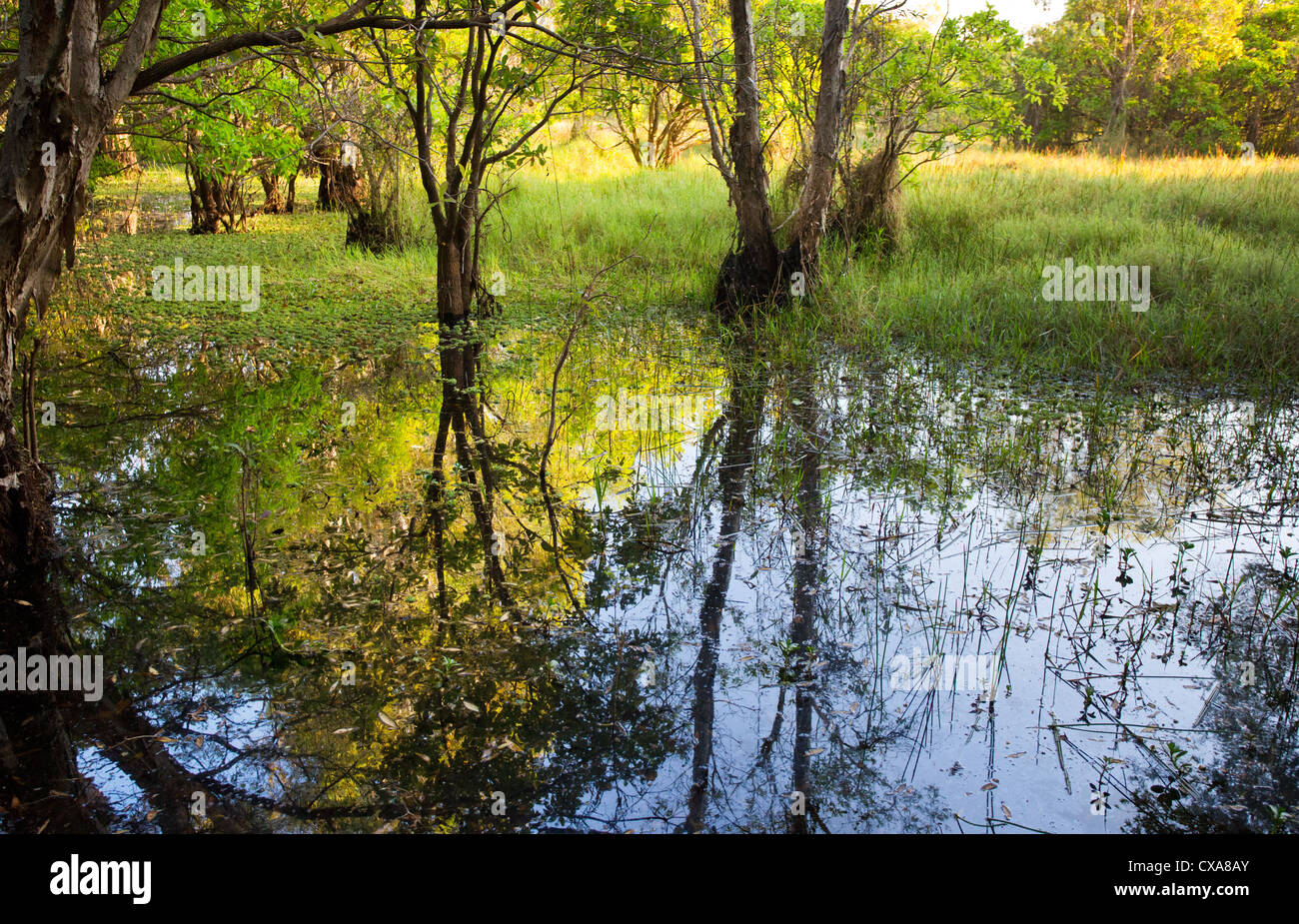 Üppige Feuchtgebiet bei Fogg Dam Conservation Reserve, Northern Territory Stockfoto
