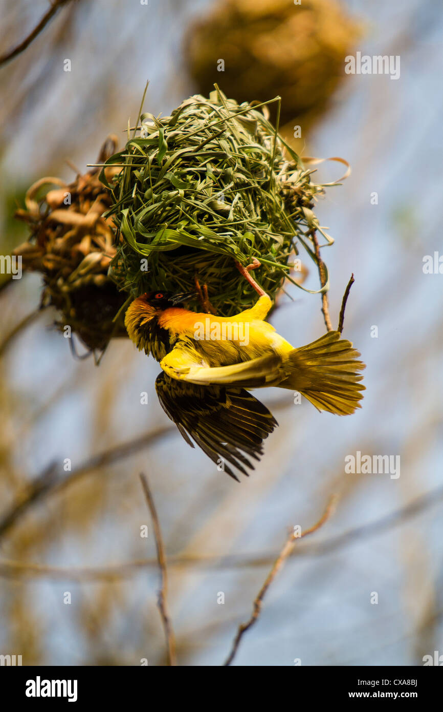 Black-headed Webervogel, Uganda. Es baut sein nest Stockfoto