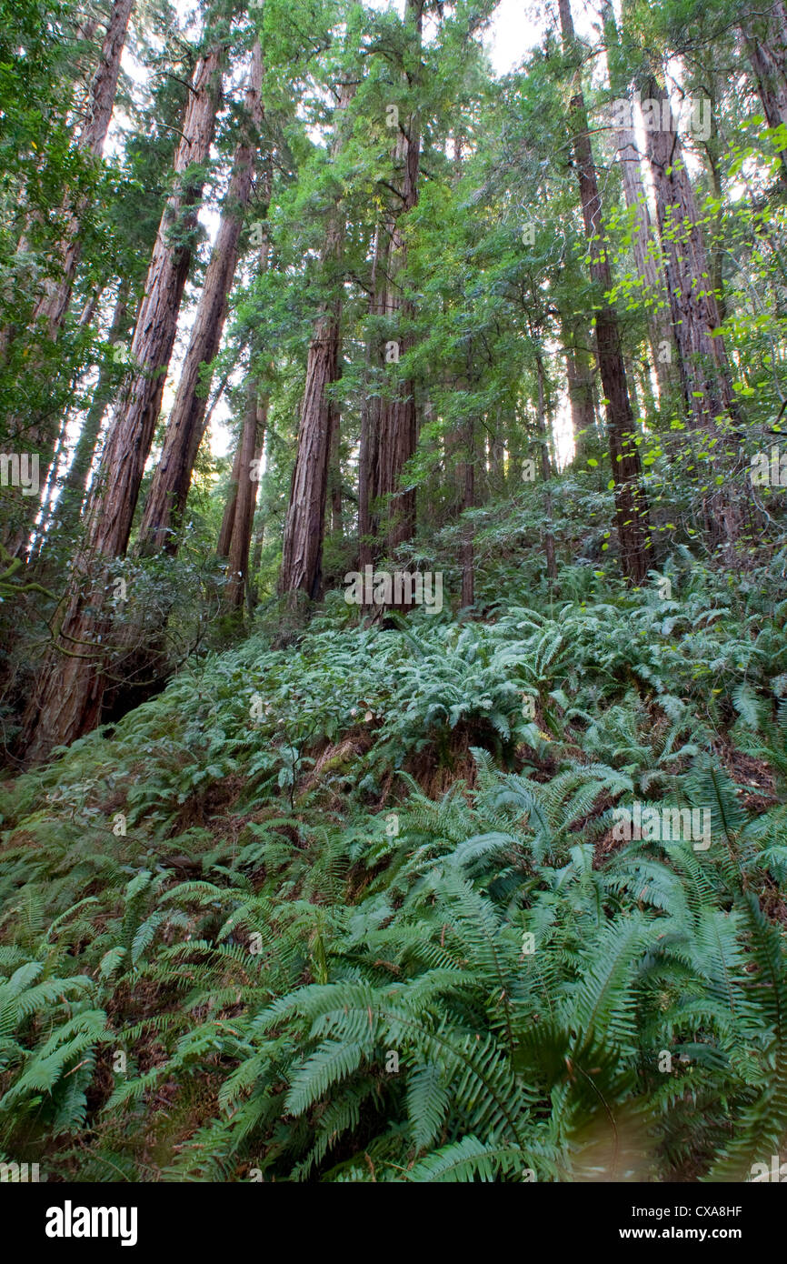 Riesigen Redwood-Bäume in Kalifornien. Stockfoto