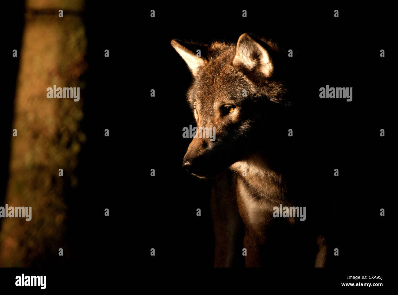 Europäische grauer Wolf im Wald in der Dämmerung Stockfoto