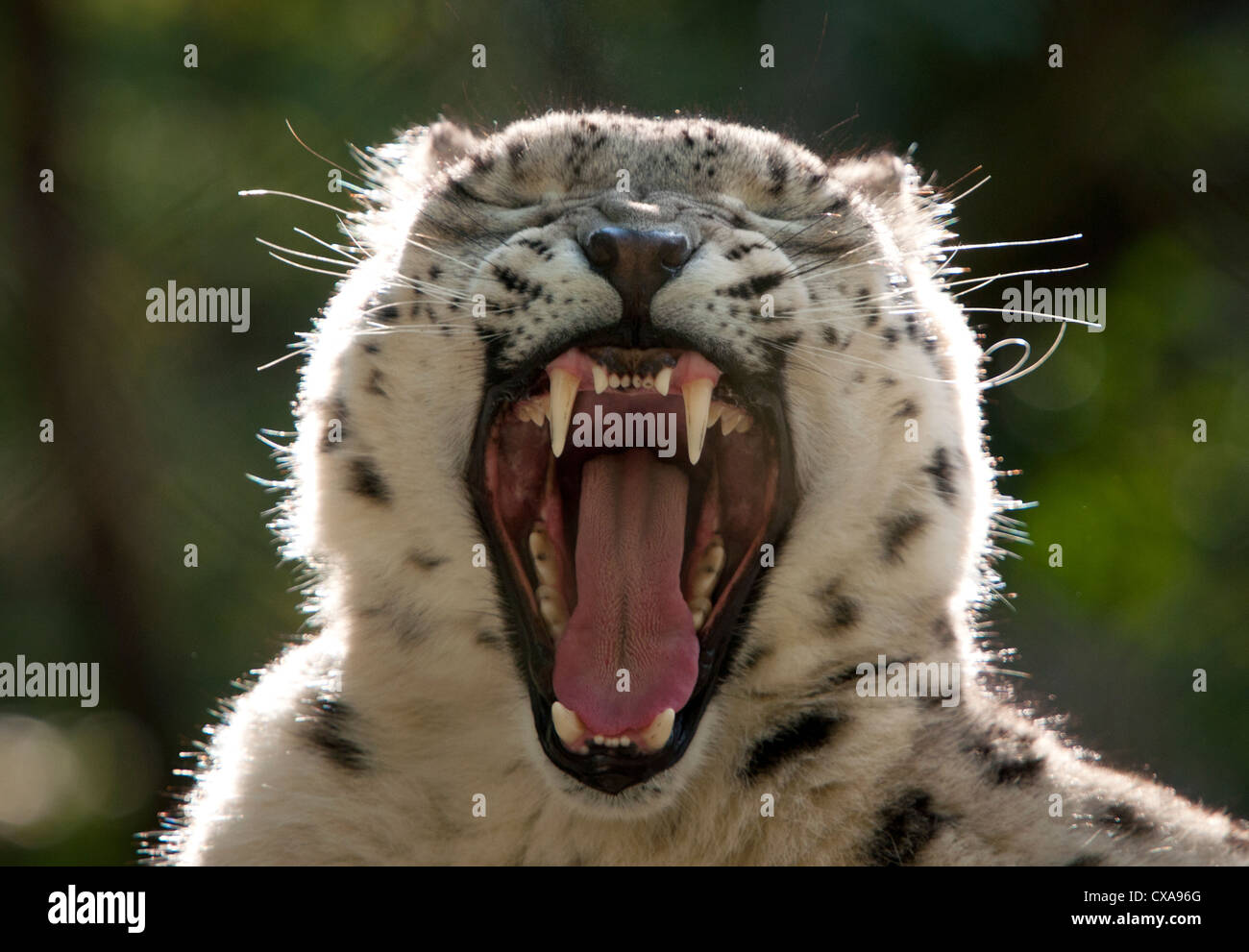 Snow Leopard Gähnen (Nahaufnahme) Stockfoto