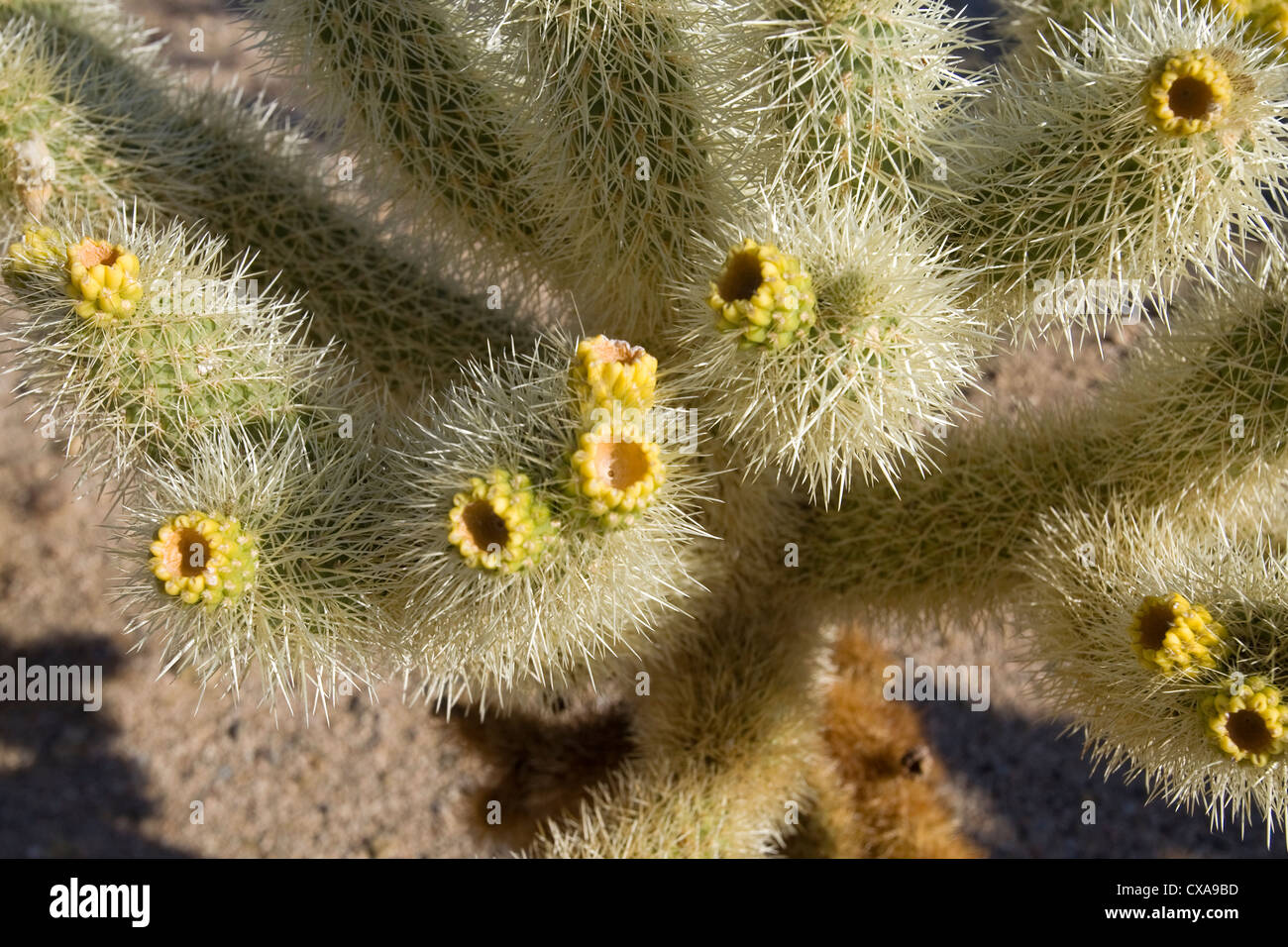 Ein Kaktus blüht in der kalifornischen Wüste. Stockfoto