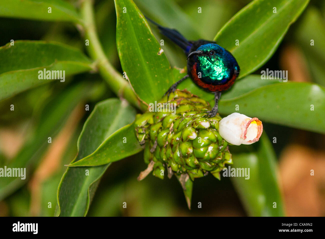 Männlichen rot-chested Sunbird, Entebbe, Uganda Stockfoto