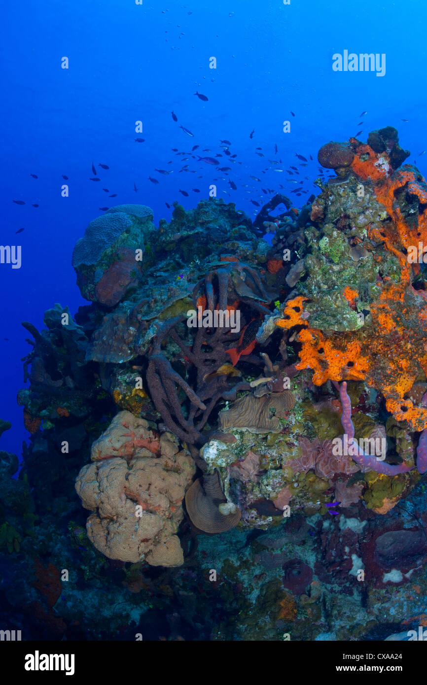 Eine lebendige Korallenriff auf den Bahamas. Stockfoto