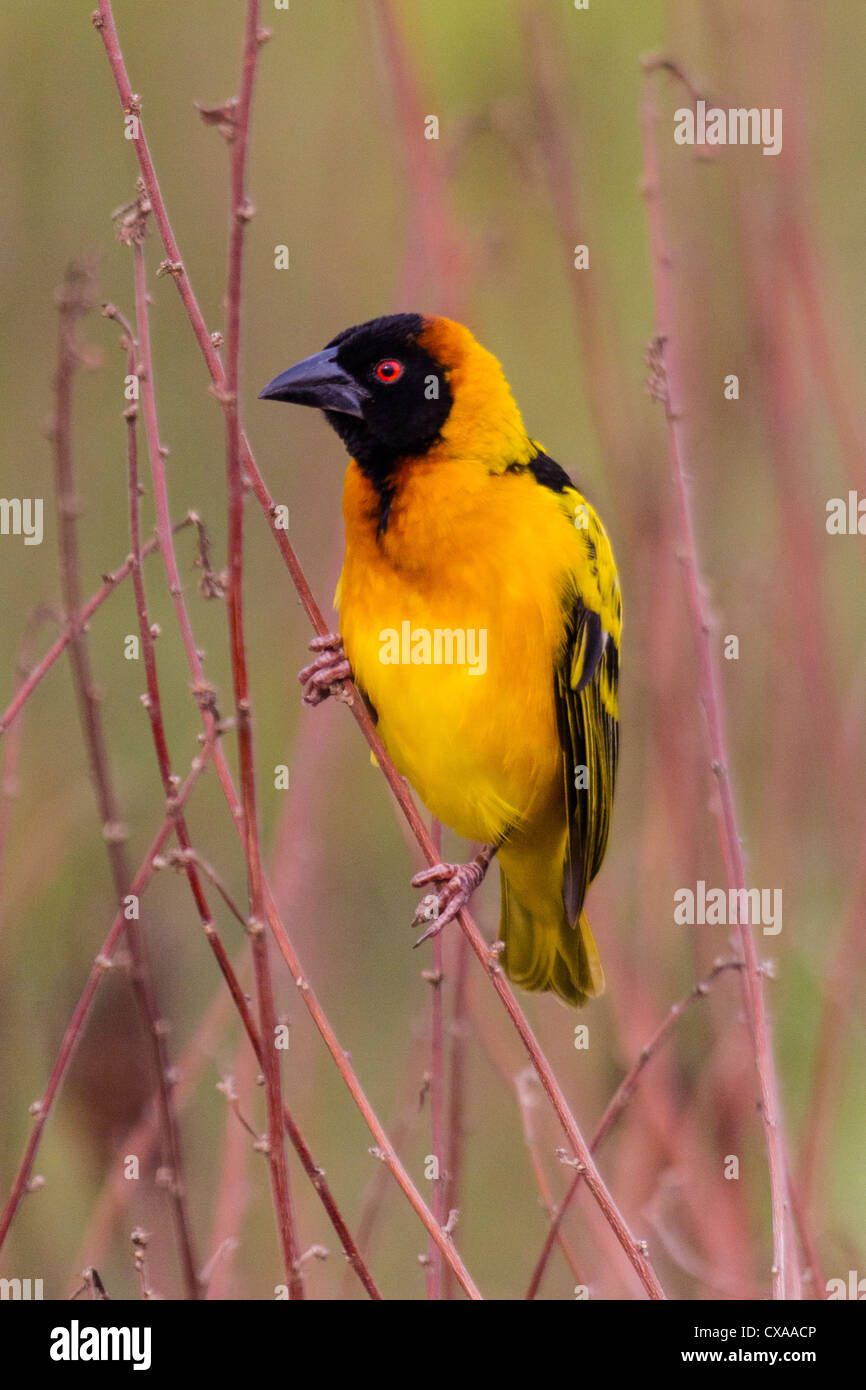 Black-headed Webervogel, Queen Elizabeth National Park, Uganda. Oerched auf einem Zweig. Stockfoto