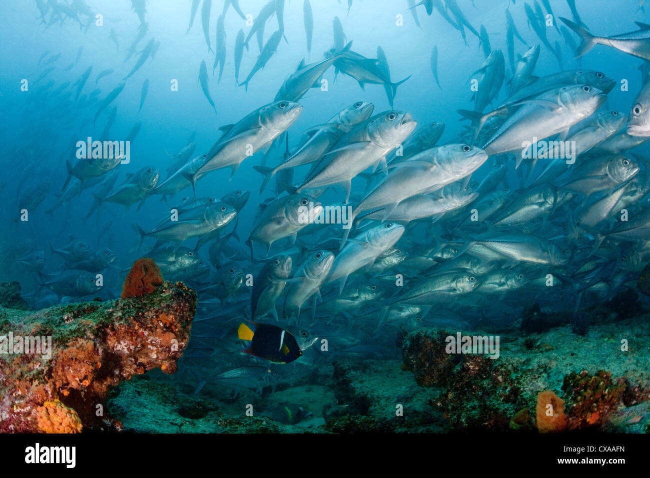 Schwärmen von tropischen Fischen unter Wasser am Cabo Pulmo National Marine Park, Mexiko. Stockfoto