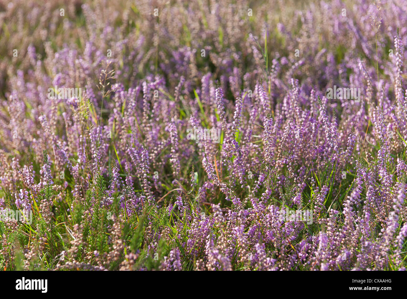 Calluna Vulgaris Heidekraut dominante Heide Pflanze auf Moor Heide blass rosa bis lila Blüten Stockfoto