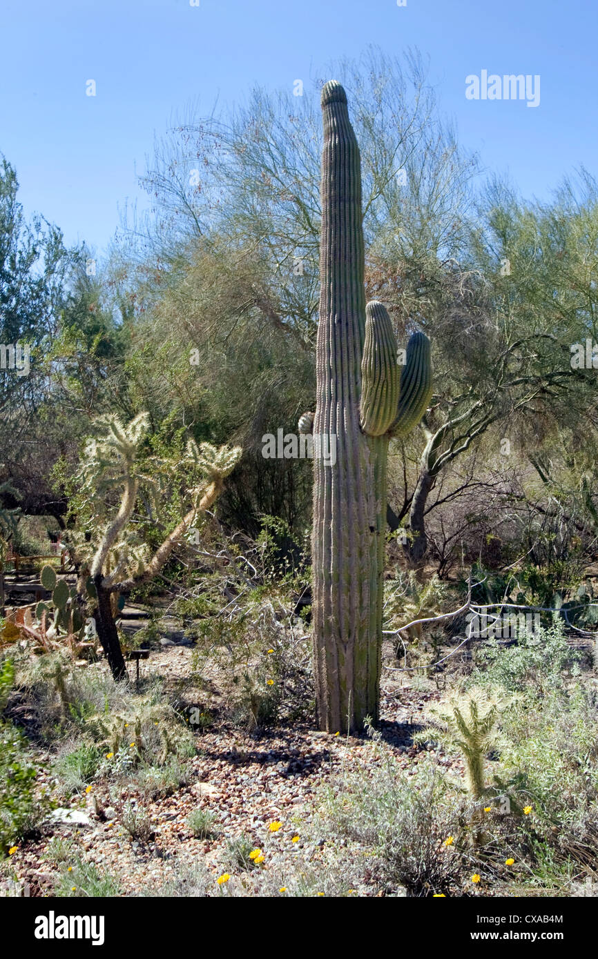 Einen gigantischen Saguaro-Kaktus in der kalifornischen Wüste. Stockfoto