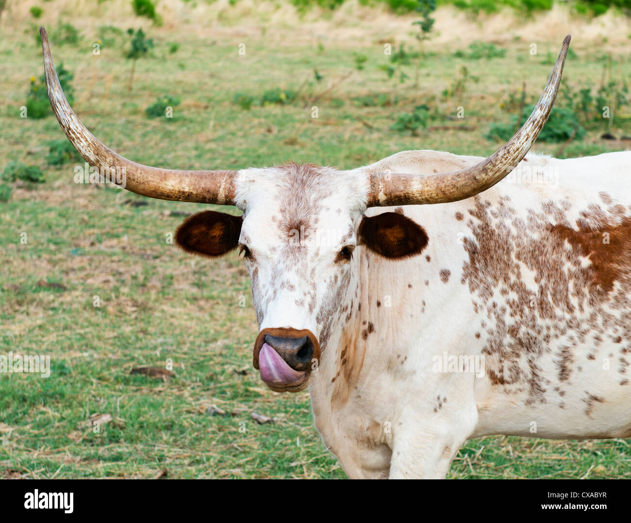 Ein Texas Longhorn, Bos Bos, stehen auf der Weide. Eine weiße Kuh mit rot gesprenkelt Seiten. Closeup. Oklahoma, USA. Stockfoto