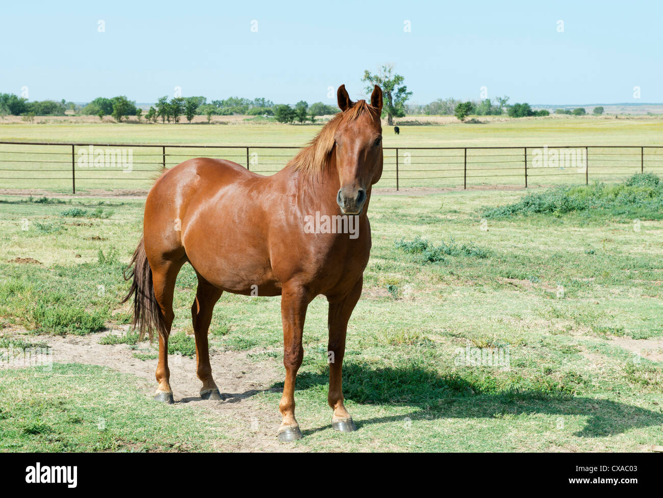 Ein Sauerampfer American Quarter Horse, Equus Caballus, stehen auf der Weide. Stockfoto