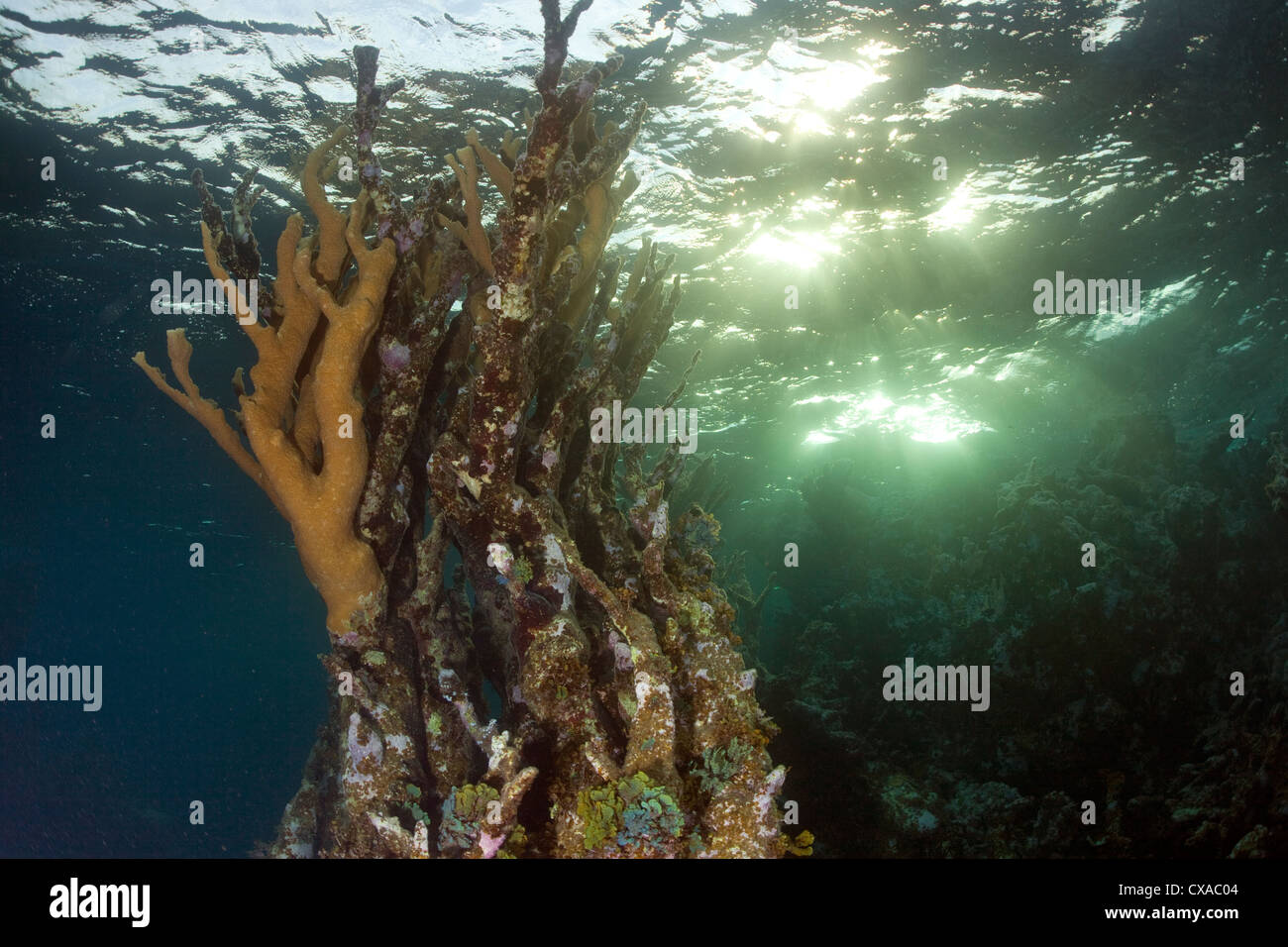 Leben Sie Elkhorn Coral Springs vom Stand der tote Korallen auf den Bahamas. Stockfoto